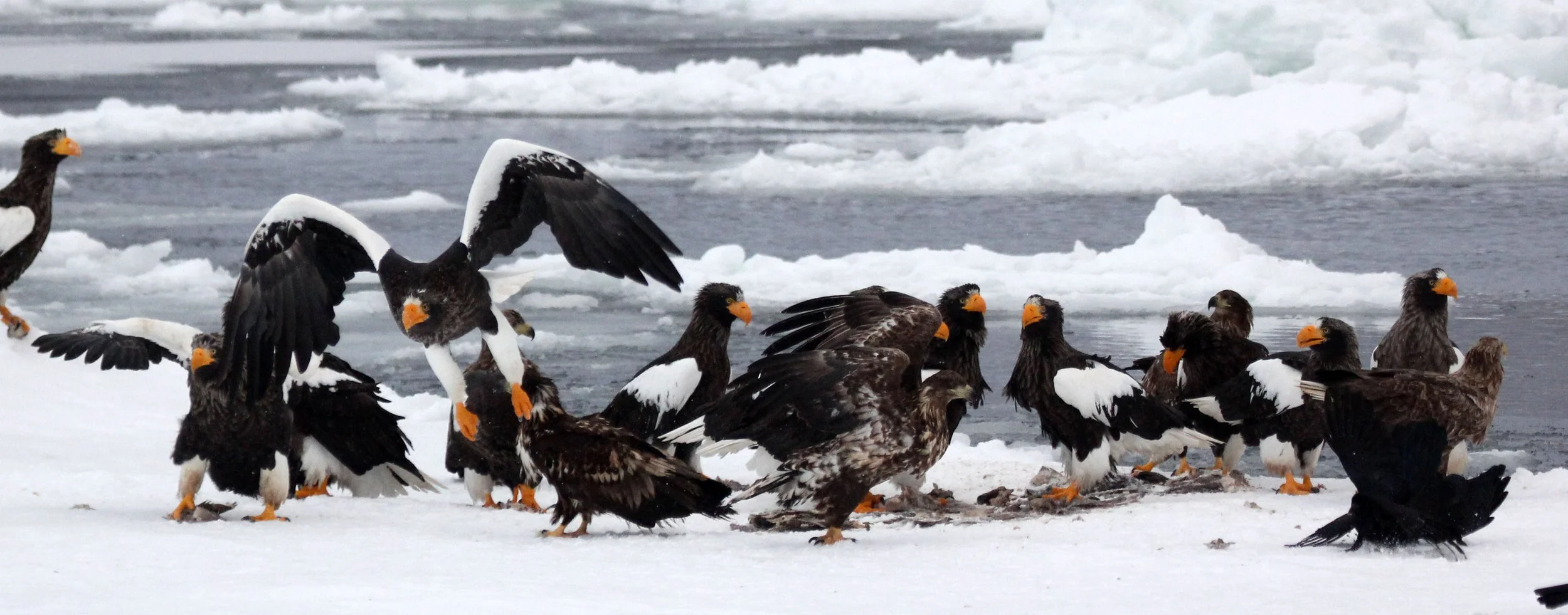 Haliaeetus pelagicus - STELLER'S SEA EAGLE - RAUSU, SHIRETOKO PENINSULA, HOKKAIDO JAPAN (3).JPG