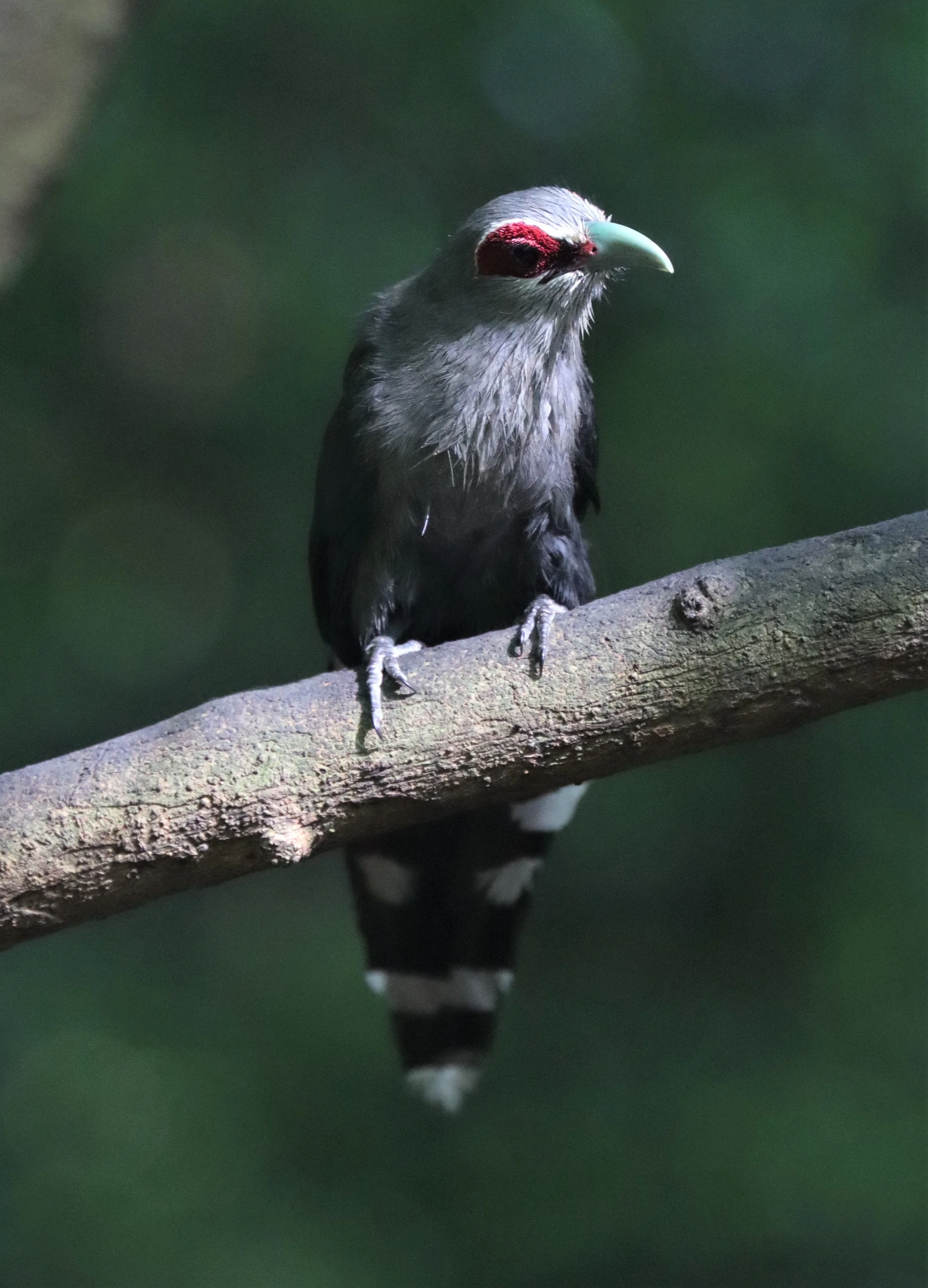 Green-billed Malkoha (Phaenicophaeus tristis) Lung Sin Hide nr Khaeng Krachan NP Thailand (11).jpg