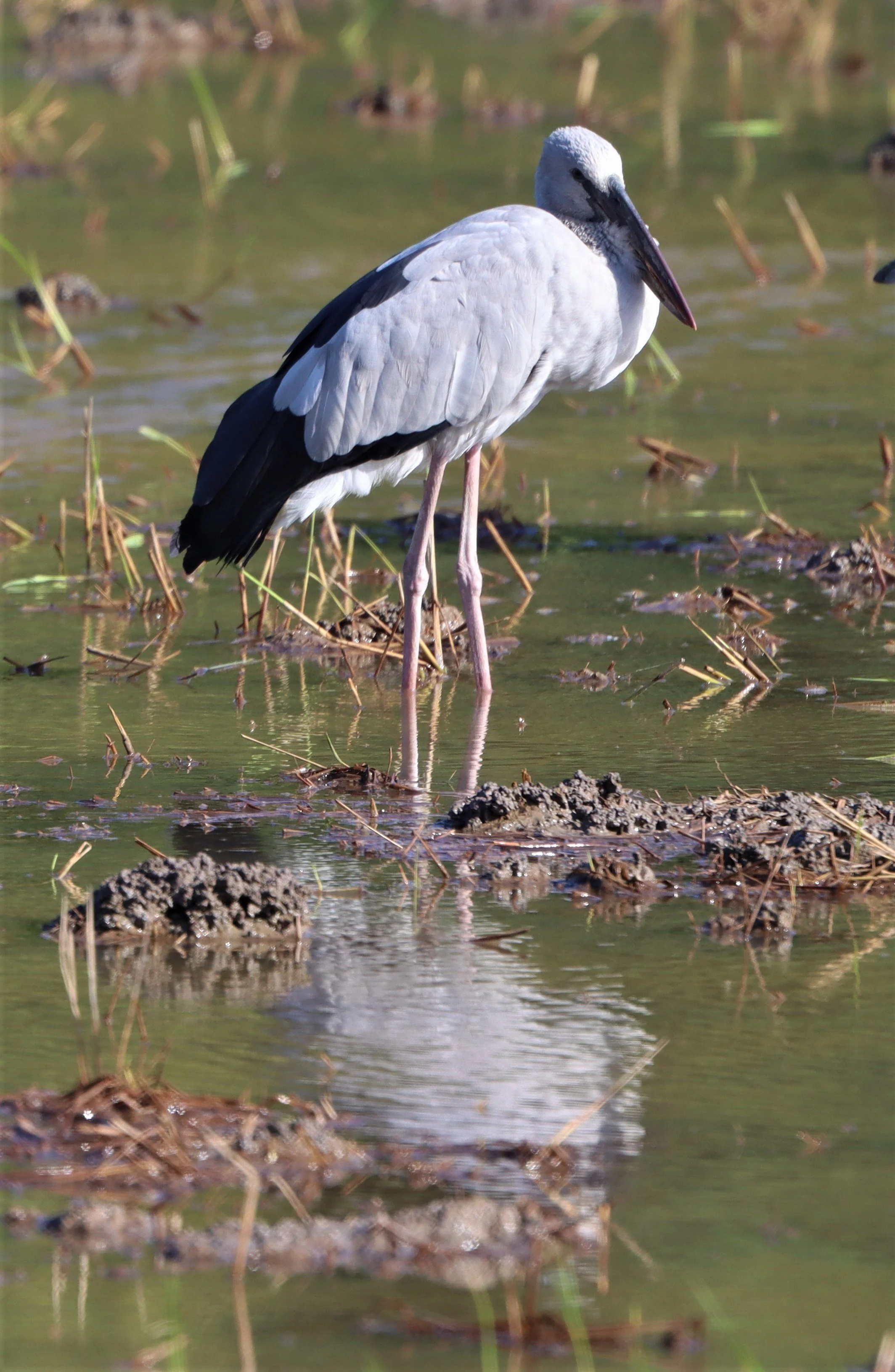 STORK - ASIAN OPENBILL - Anastomus oscitans - ANG THONG RICE FIELDS THAILAND (2).jpg