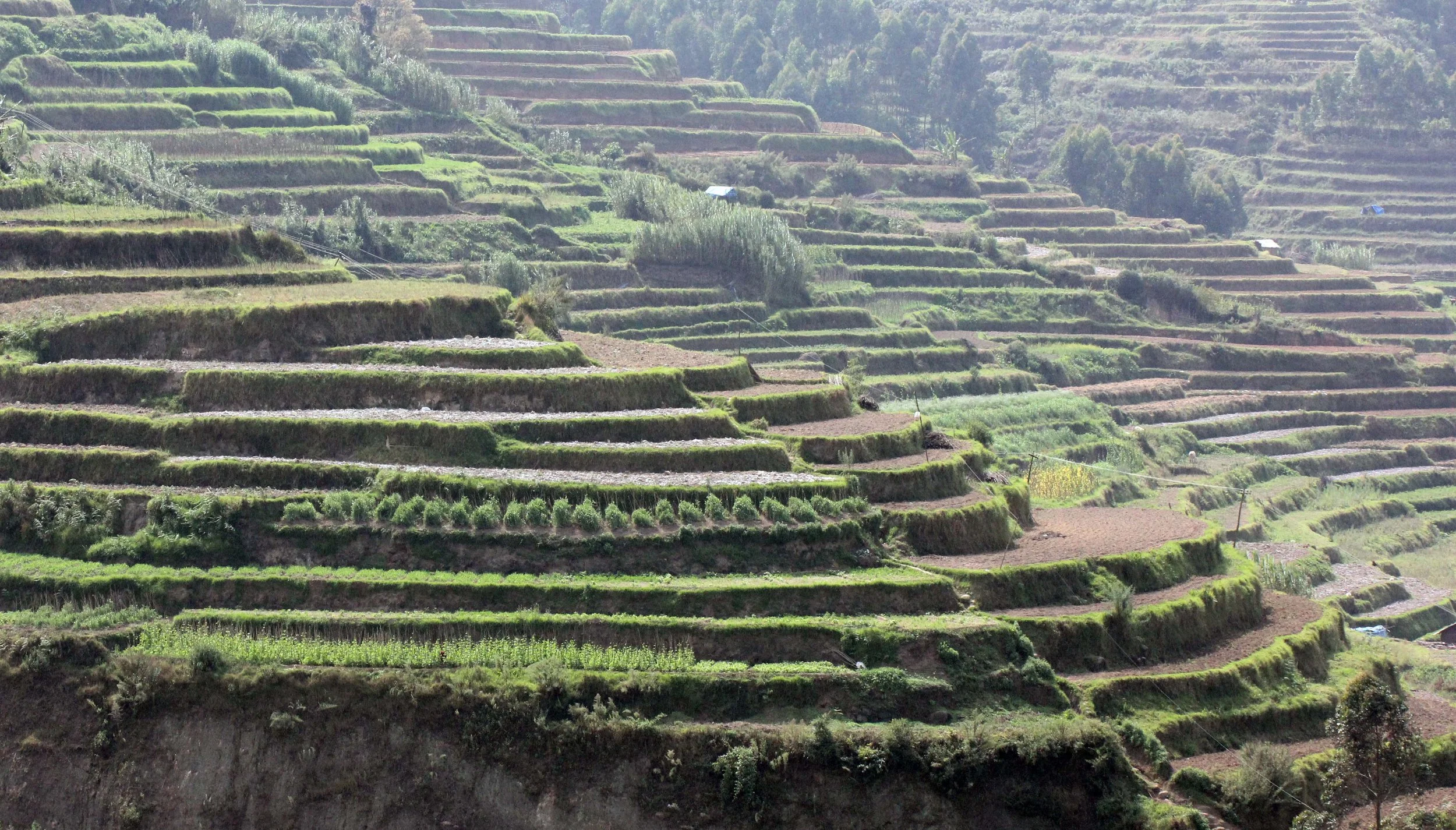 PAMPADUM SHOLA NATIONAL PARK - KERALA INDIA - VATTAVADA - PHOTO BY SOM SMITH (138).JPG
