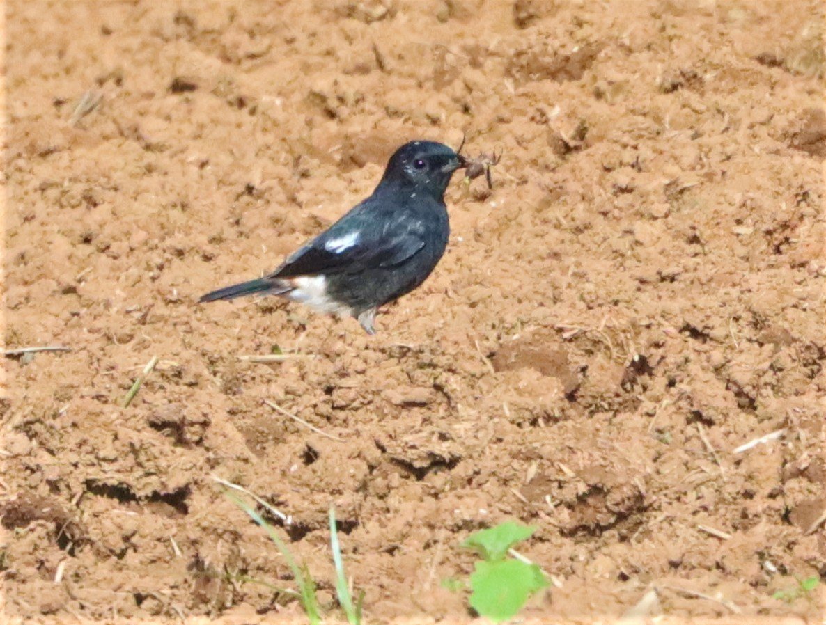 BUSH CHAT - PIED BUSH CHAT - Saxicola caprata - DOI ANG KANG CHIANG MAI (6).jpg