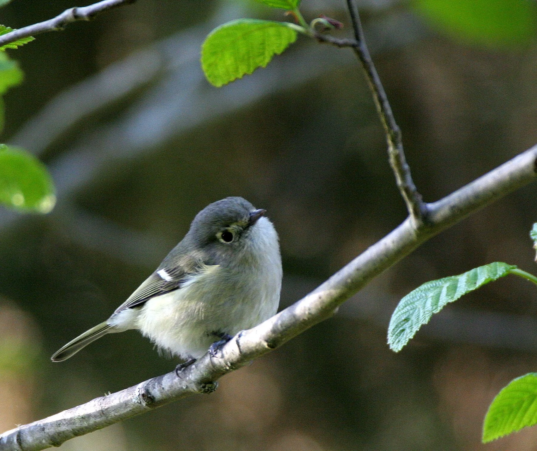 Hutton's Vireo (Vireo huttoni) Lake Farm Olympic Peninsula Washington (1).JPG