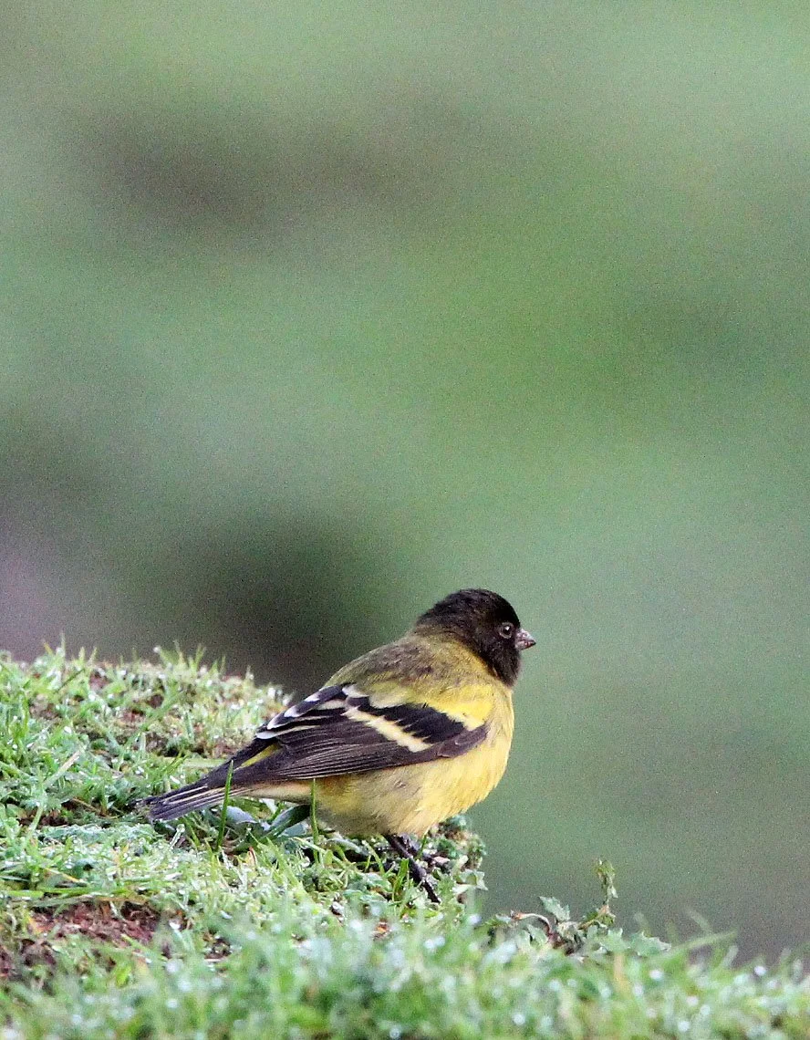 Ethiopian or Abyssinian Siskin (Serinus nigriceps) Bale & Simien Mountains Ethiopia