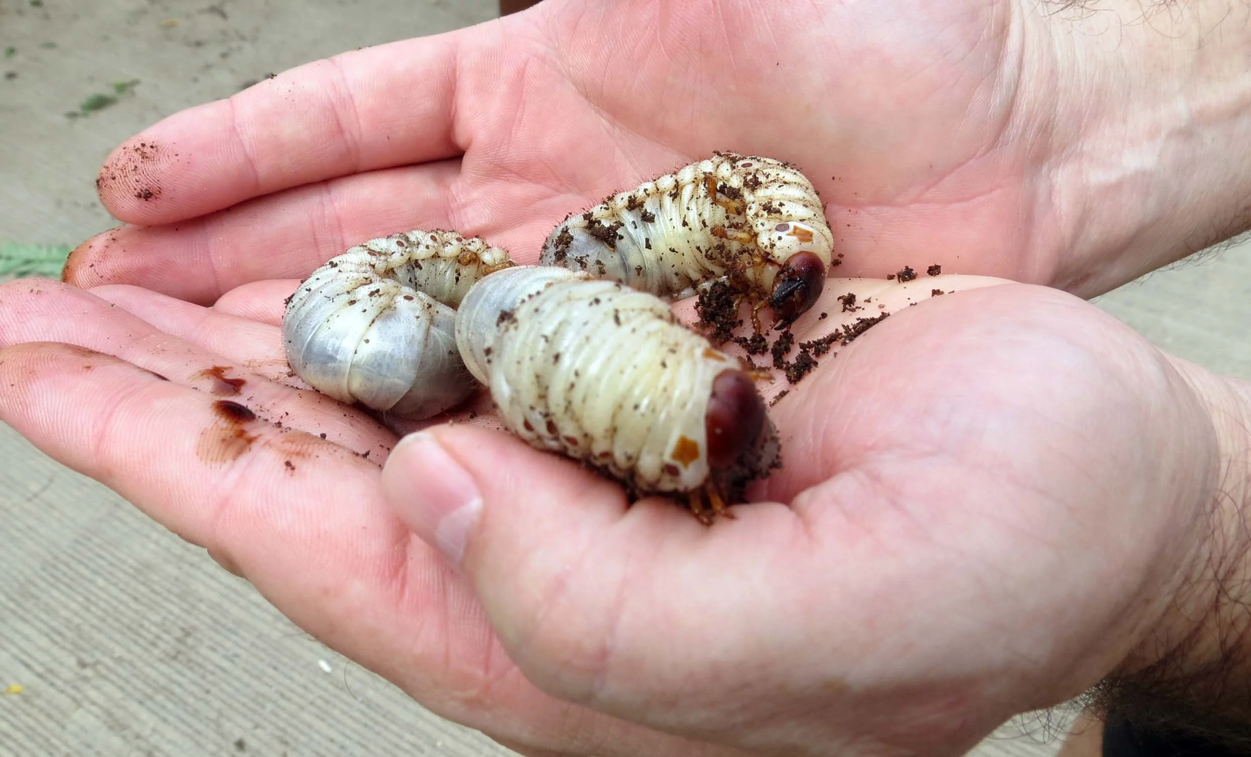 2013 Nakhon Nayok Nursery Region Khlong 15 Area (9).JPG