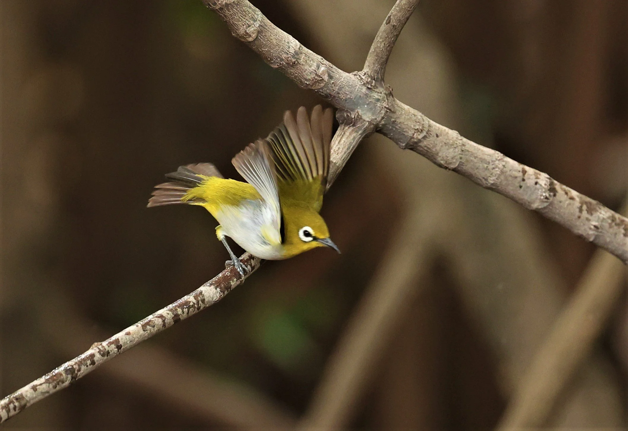 Swinhoe's White-eye (Zosterops simplex) Bang Pu Recreational Park & Mangrove Forest (127).jpg