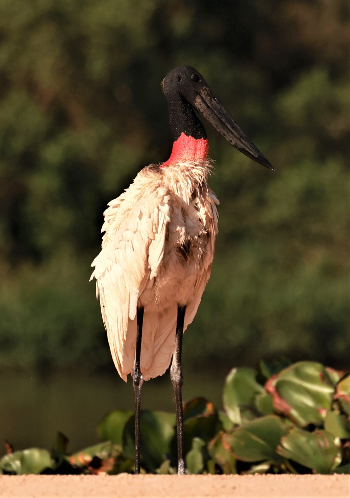 Stork - Jabiru mycteria - Pantanal, Encontro das Águas State Park, Porto Jofre, Cuiaba River, Brazil (30).JPG
