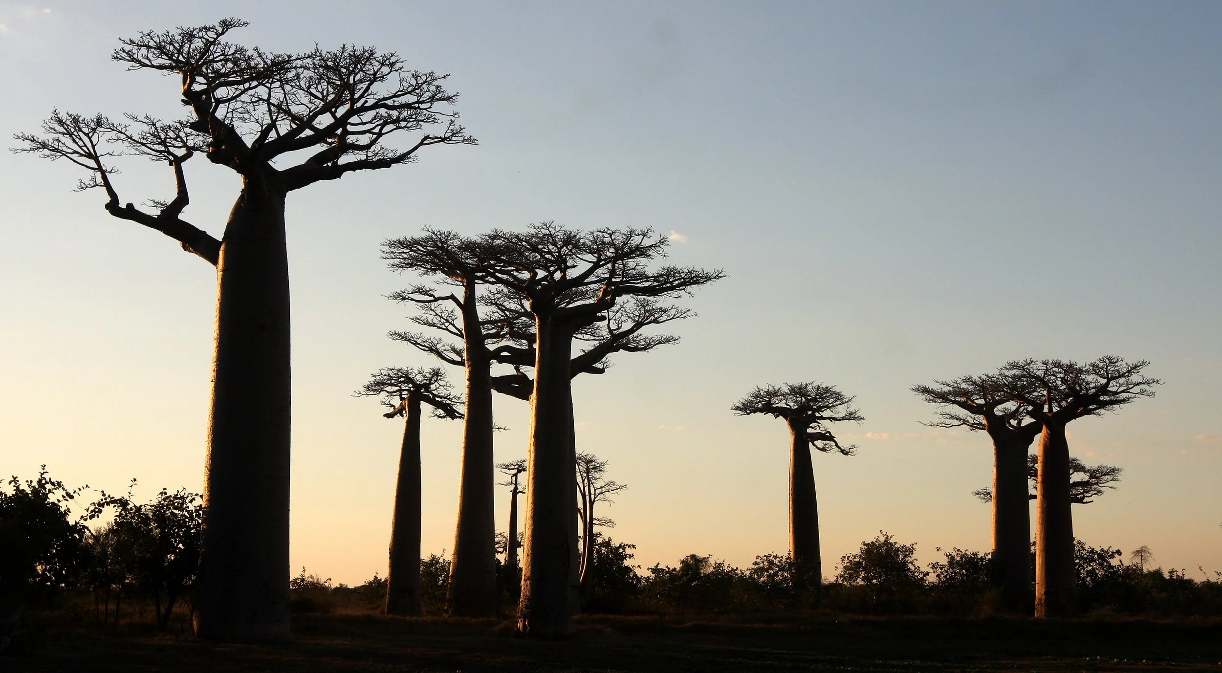 MORONDAVA MADAGASCAR - AVENUE DU BAOBABS - KIRINDY NATIONAL PARK MADAGASCAR (10).JPG