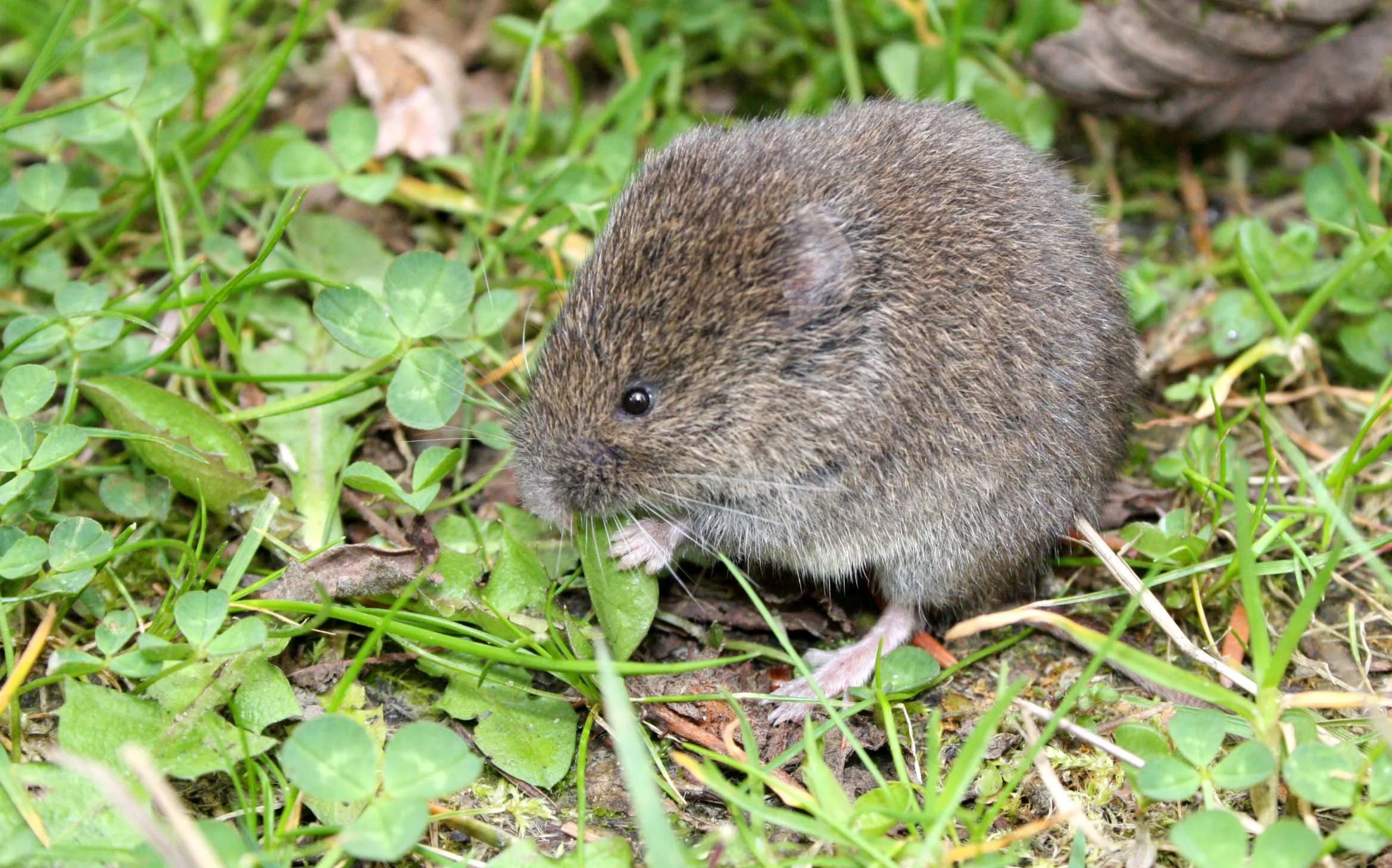 Microtus oregoni - CREEPING VOLE - LAKE FARM TRAILS WASHINGTON (14).JPG
