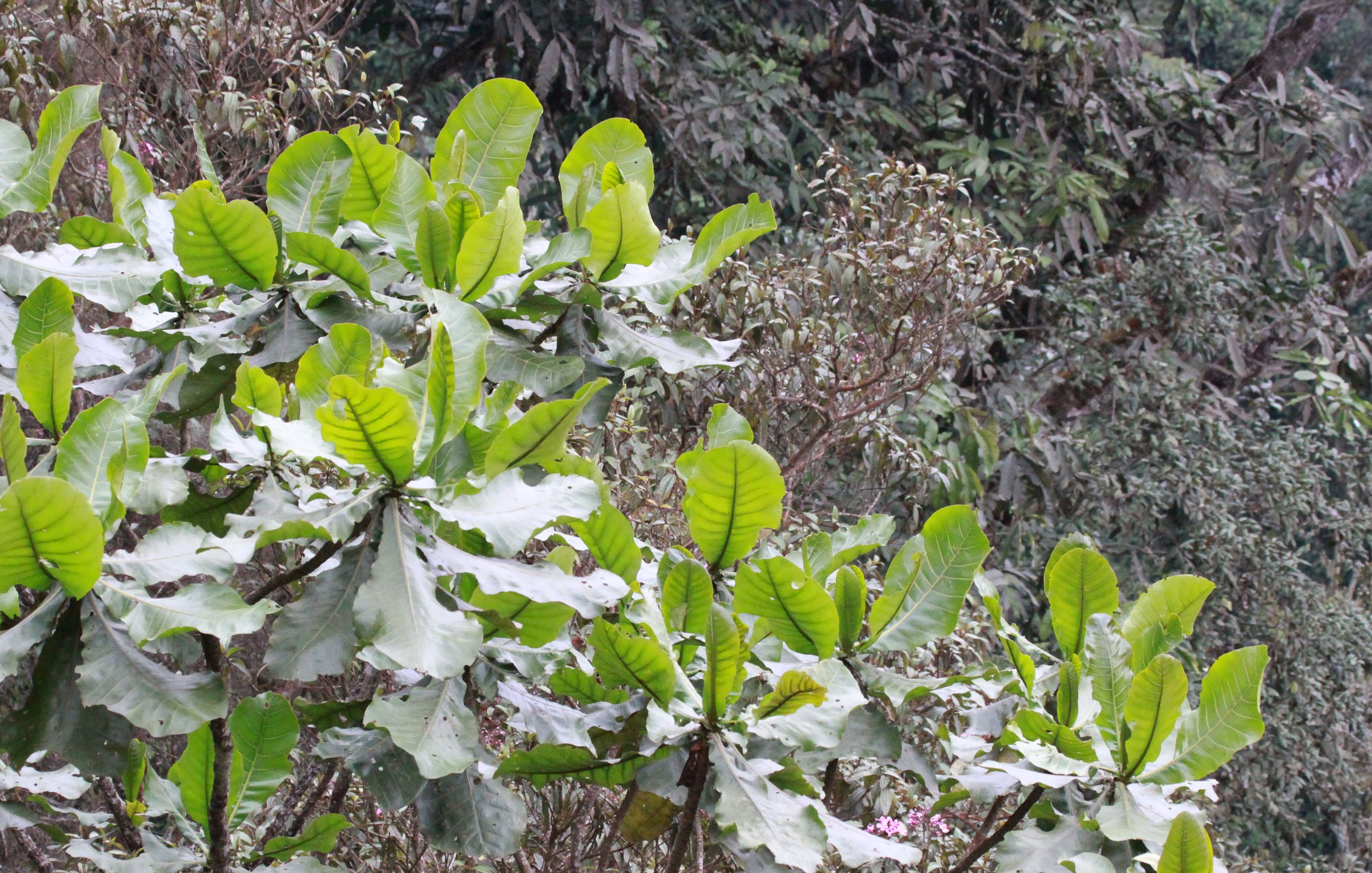 NYUNGWE NATIONAL PARK RWANDA (558).JPG