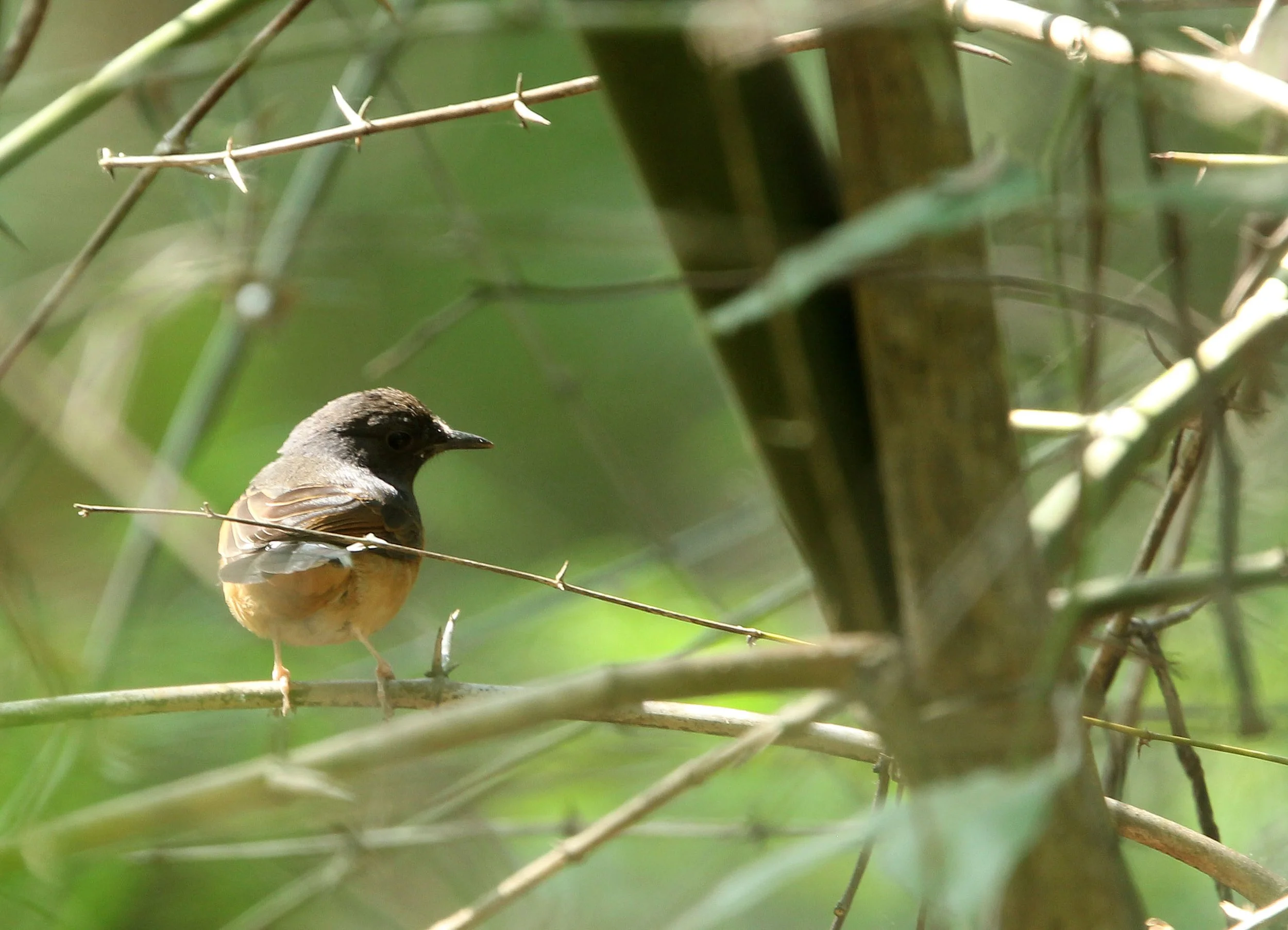 SHAMA - WHITE-RUMPED SHAMA - Copsychus malabaricus - HUAI KHA KHAENG NATURE RESERVE - HEADQUARTERS - THAILAND (8).JPG