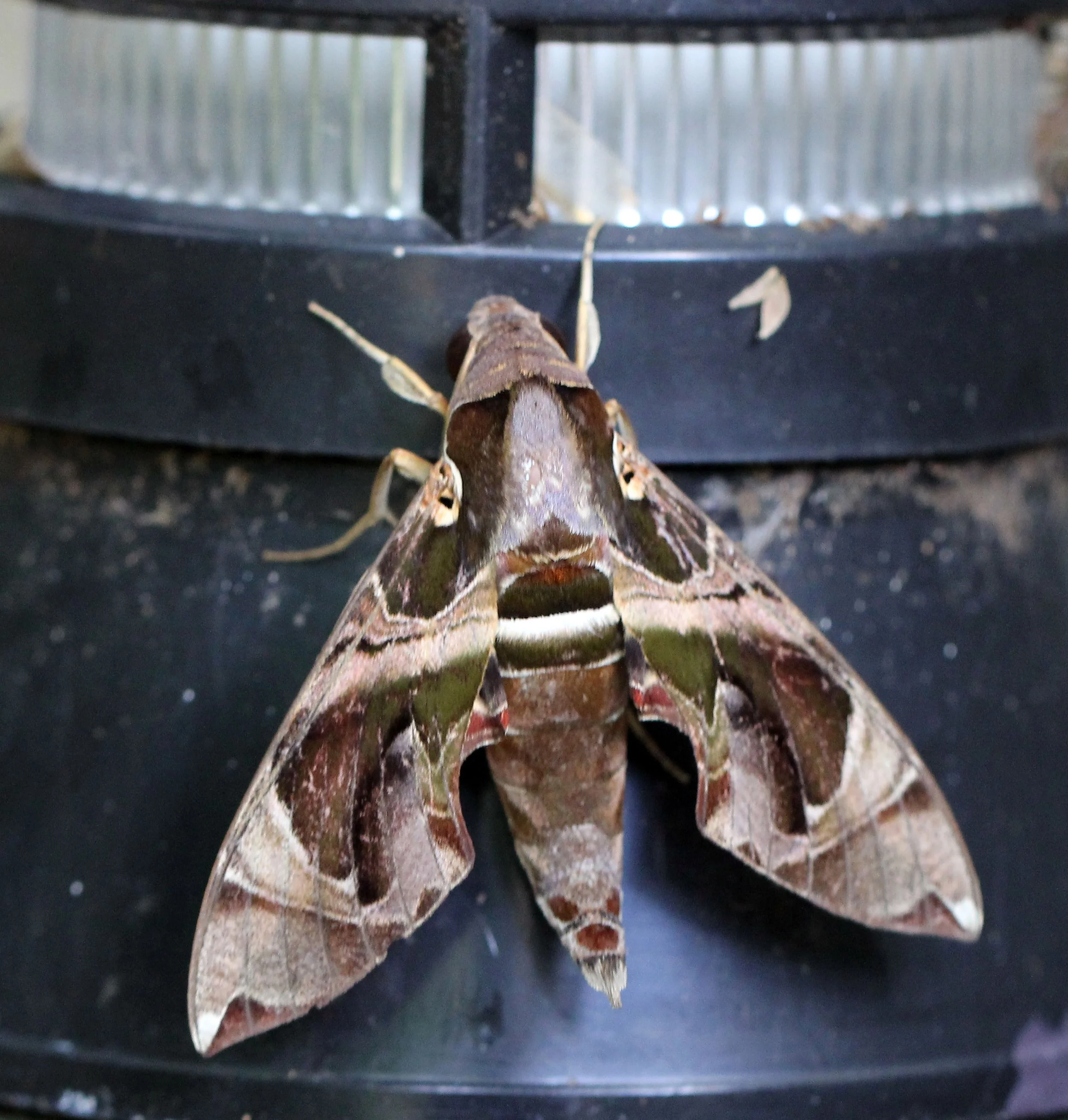 Sphingidae - Daphnis hypothous - Khao Yai NP, Thailand