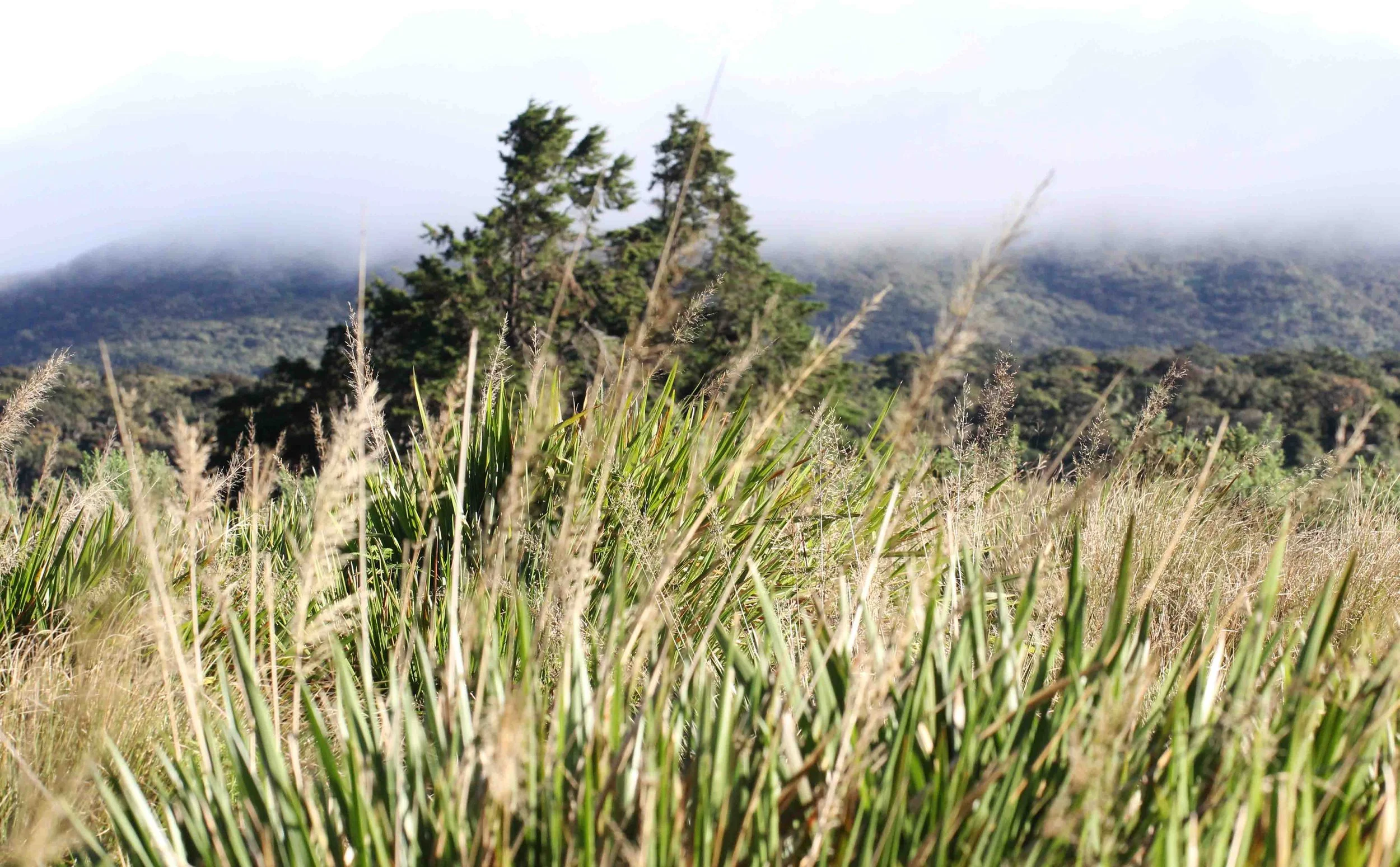 NUWARA ELIYA， HORTON PLAINS NATIONAL PARK,  SRI LANKA (20).JPG