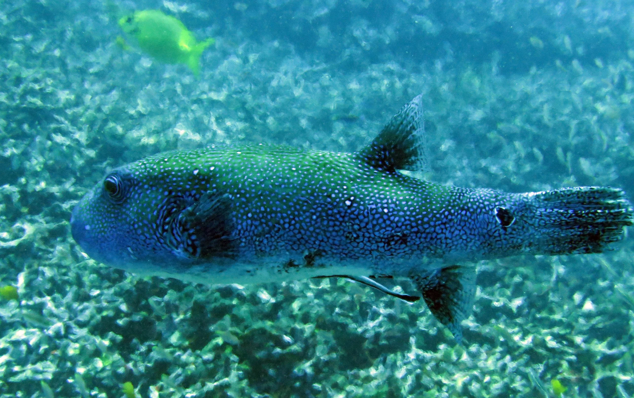 Tetraodontidae - Starry Pufferfish - Arothron stellatus - Similan Islands Marine Park Thailand