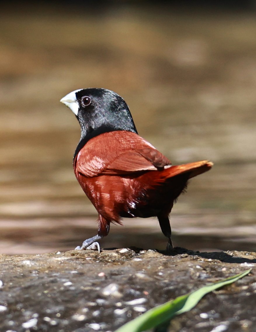 Munia - Black-headed Munia - Lonchura malacca - Bang Pu Mangrove Forest Reserve, Samut Prakan March 30, 2024 (10).jpg