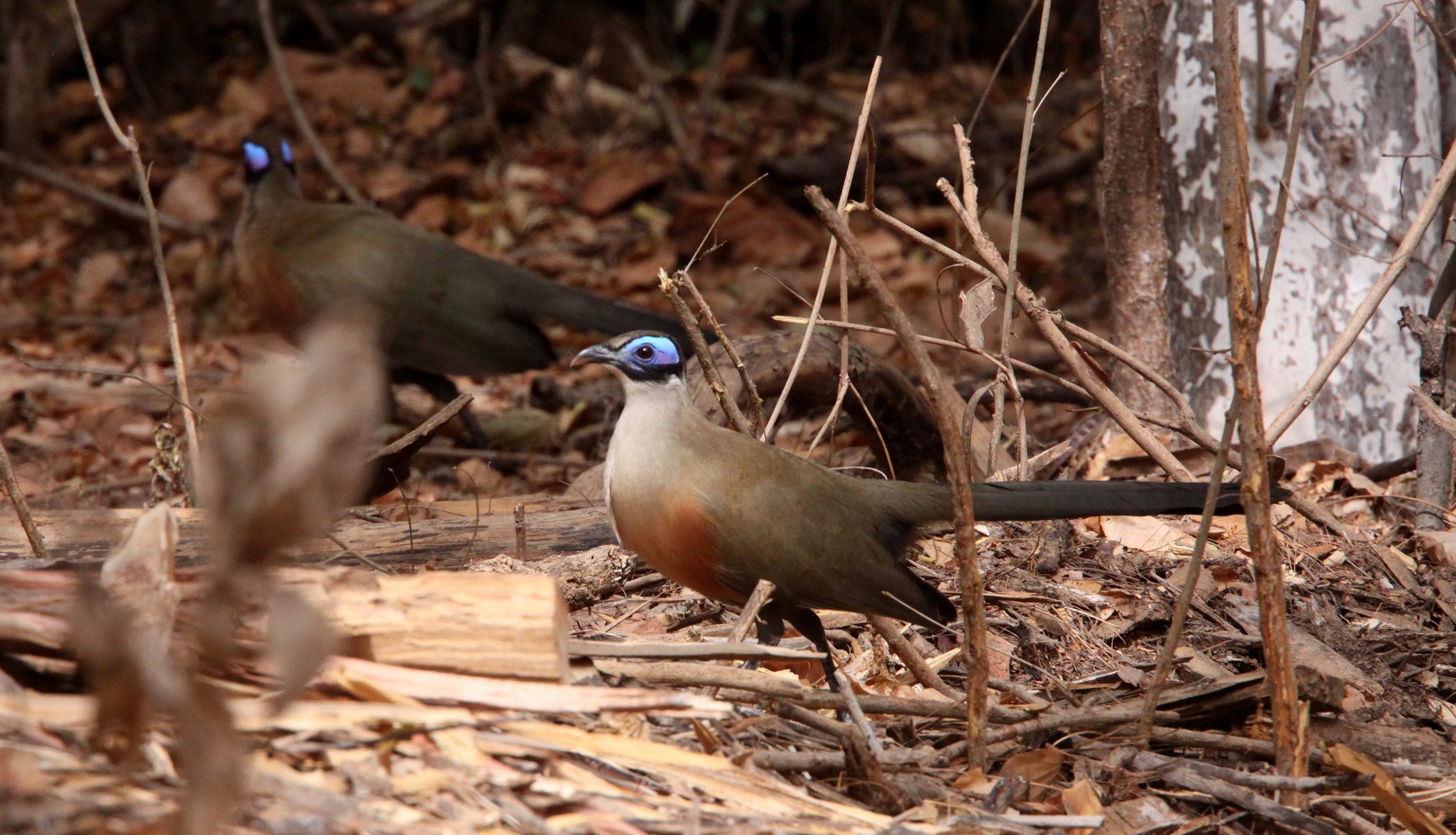 Giant Coua (Coua gigas) Kirindy NP Madagascar (5).JPG