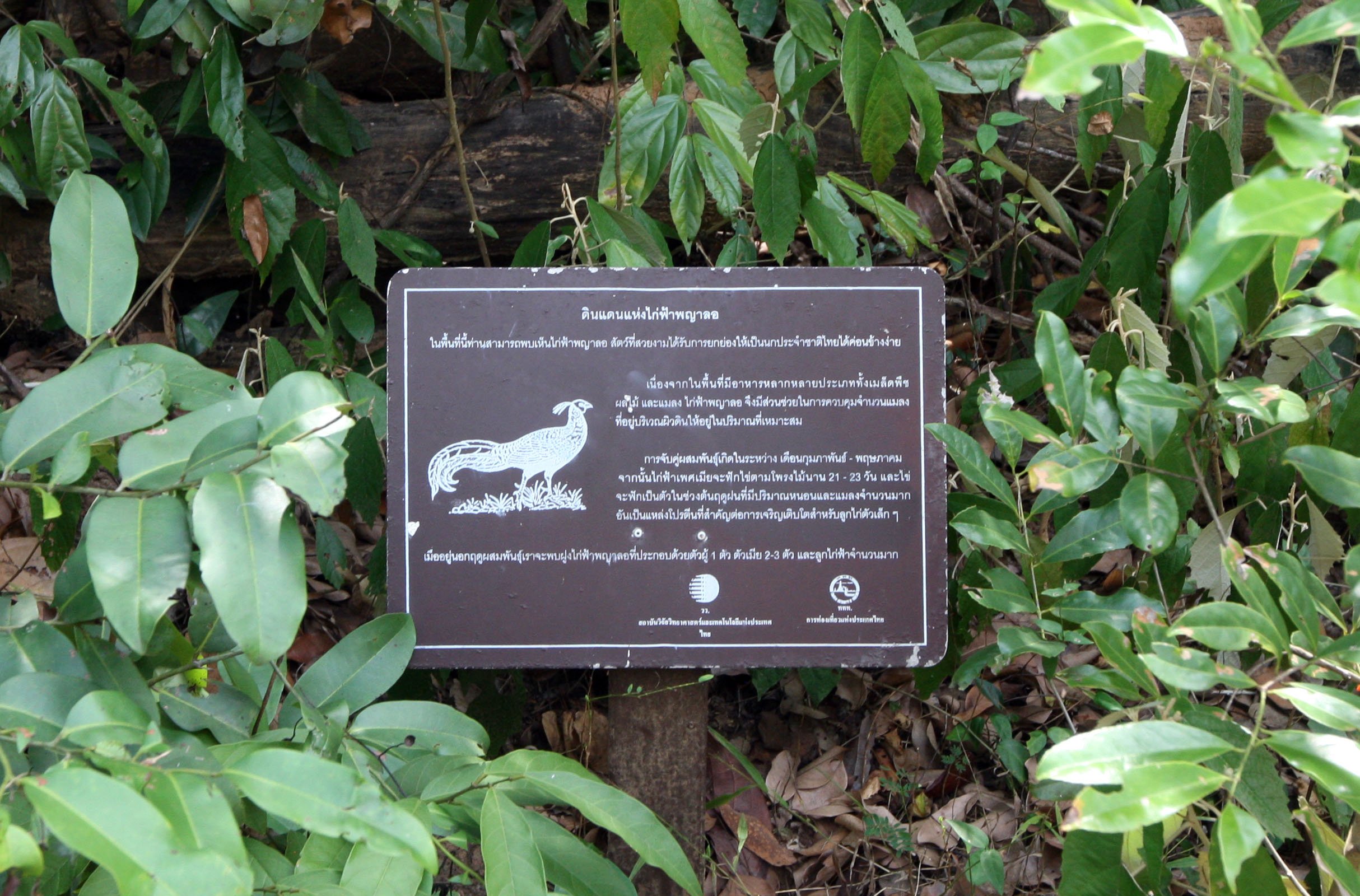 2015 Khao Pang Ma Nonhunting Area (24).JPG