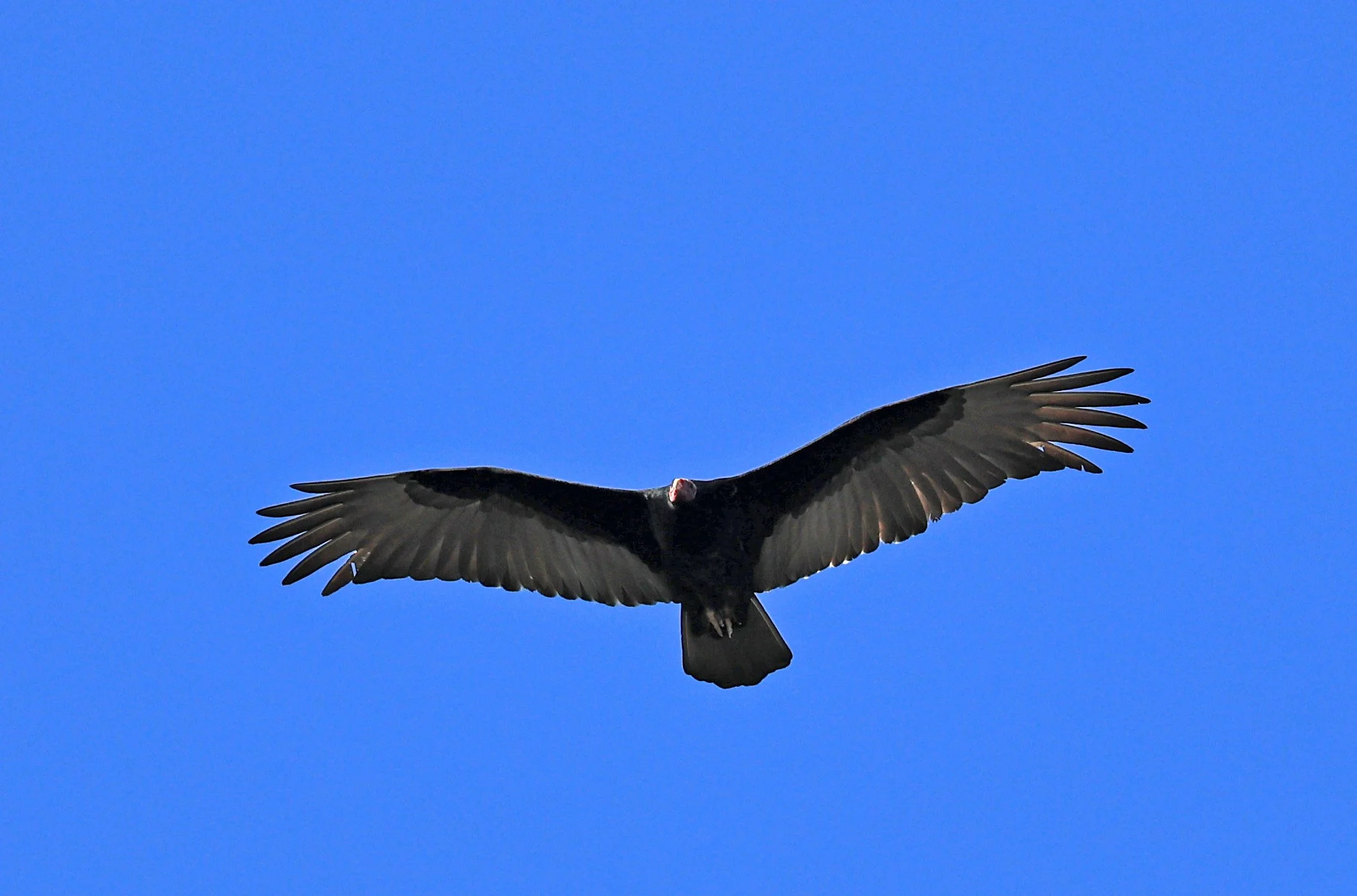 Turkey Vulture (Cathartes aura) Agua Dulce Paraguay (3).jpg