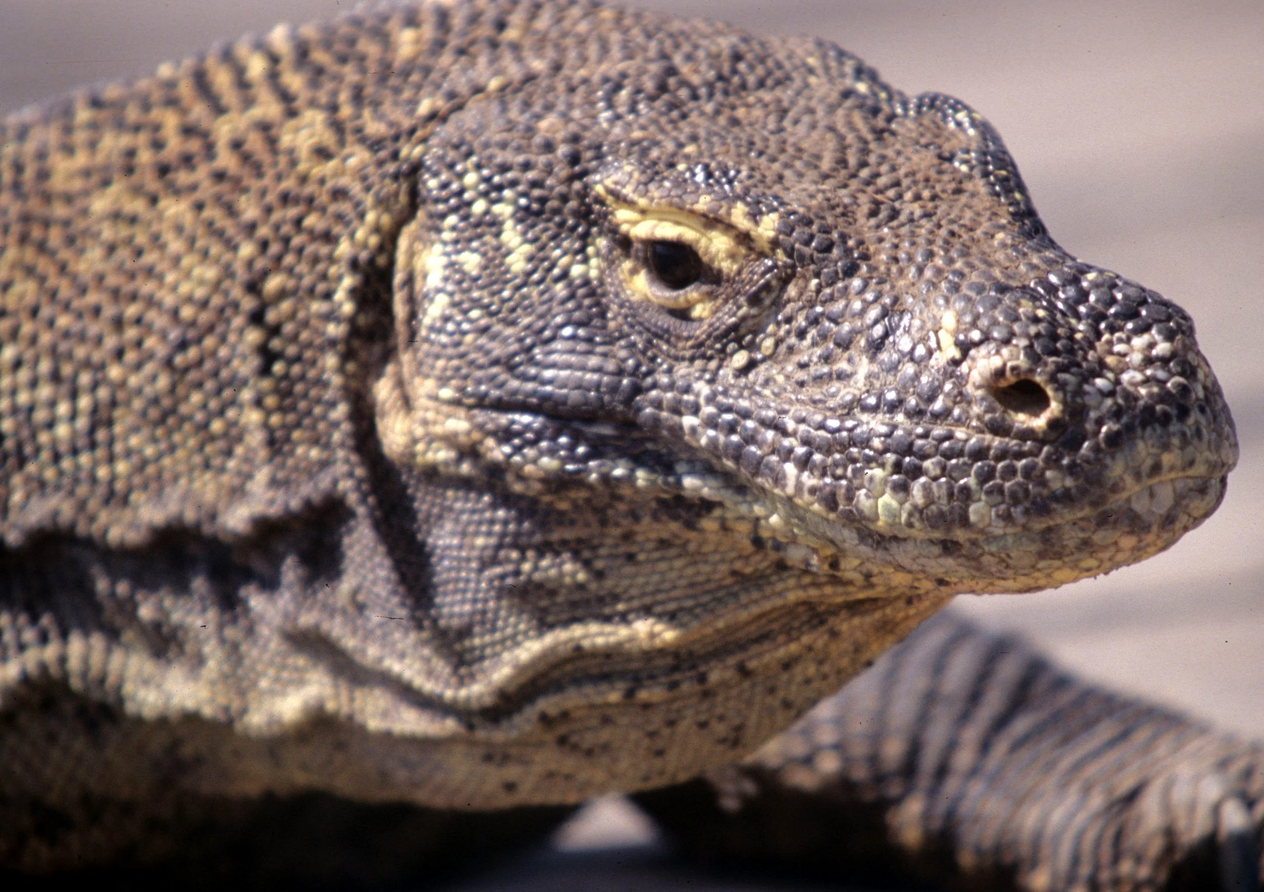 REPTILE - MONITOR LIZARD - KOMODO DRAGON - KOMODO ISLAND.jpg