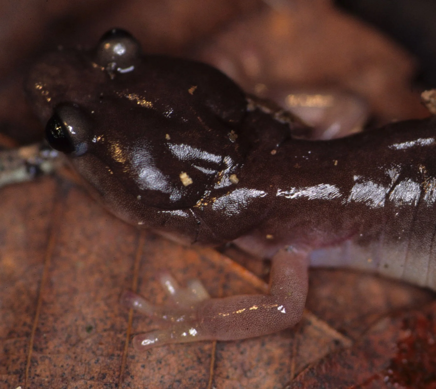 Salamaders, Newts & Caecilians — Coke Smith Wildlife