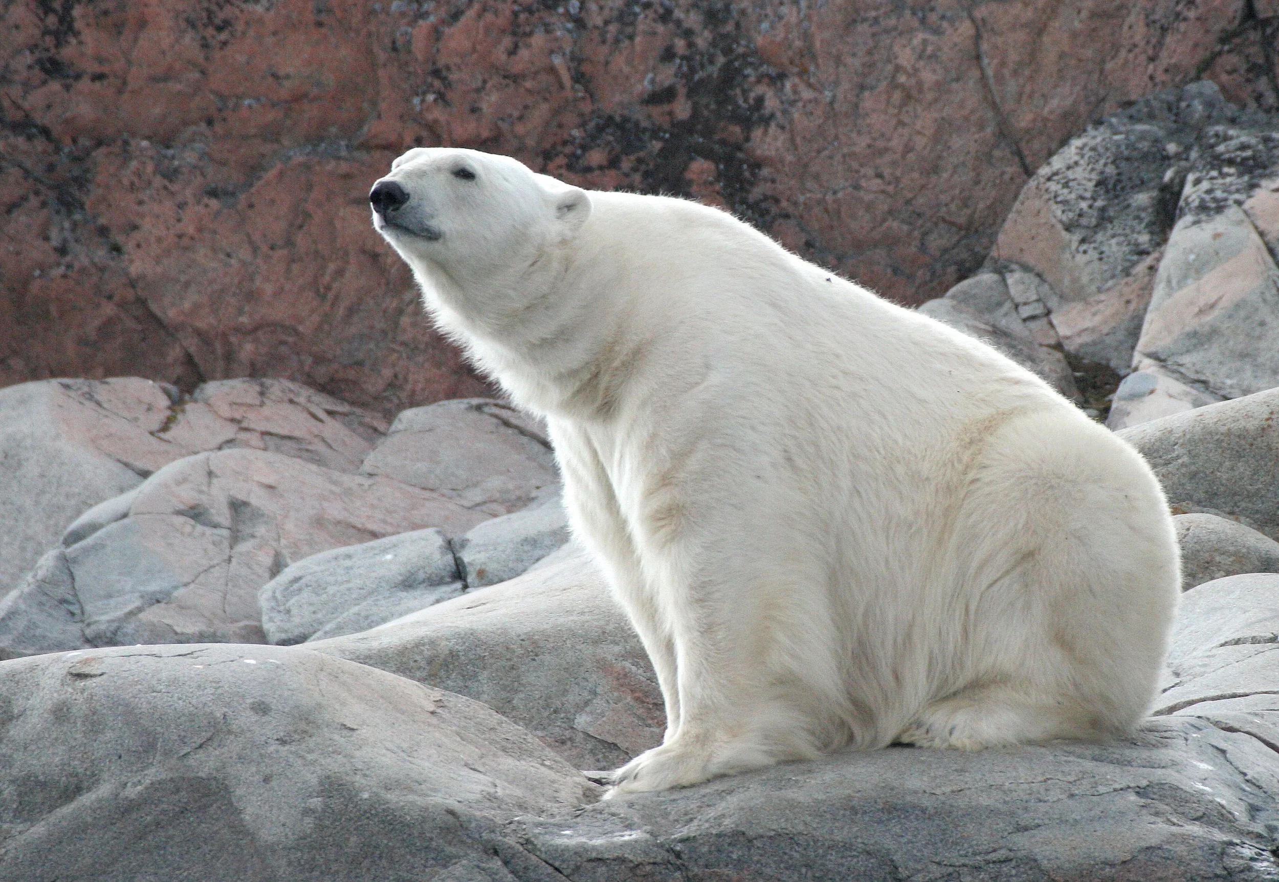 URSID - POLAR BEAR - SVALBARD (210).jpg