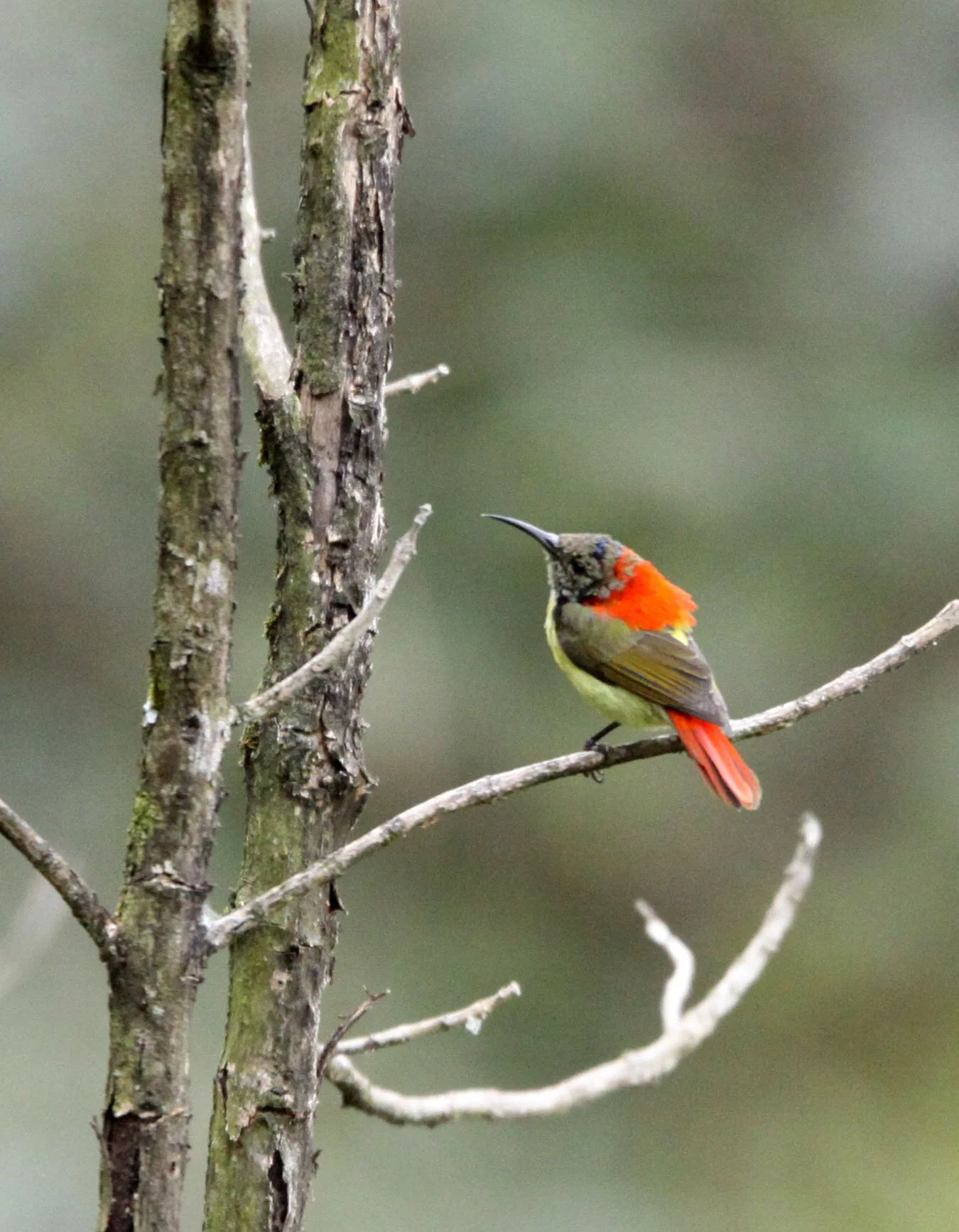 BIRD - SUNBIRD - FIRE-TAILED SUNBIRD - WINTER MORPH -  WULIANGSHAN NATURE RESERVE YUNNAN CHINA (18).JPG