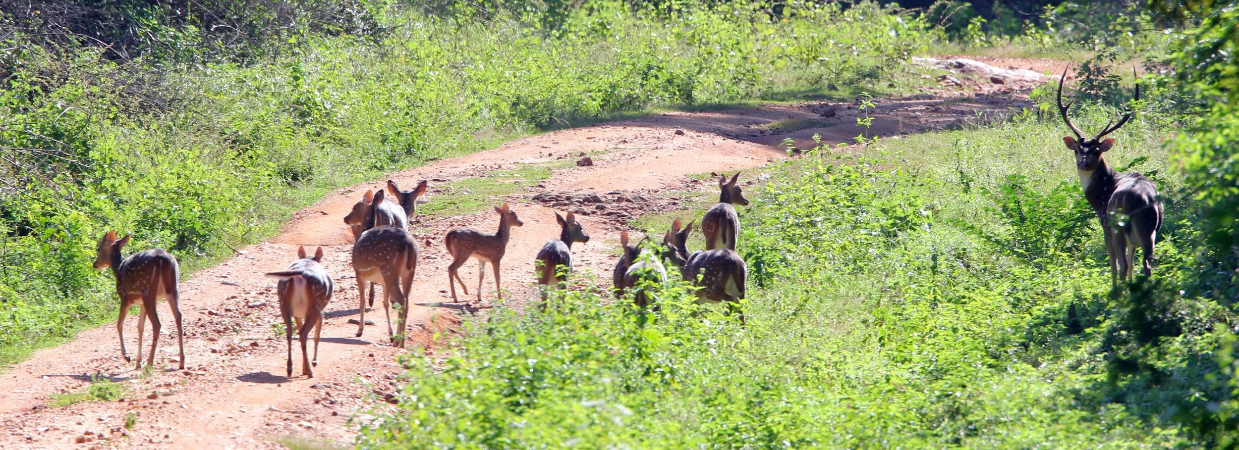 Axis axis ceylonensis - SRI LANKA SPOTTED DEER - UDAWALAWA NATIONAL PARK SRI LANKA (37).JPG