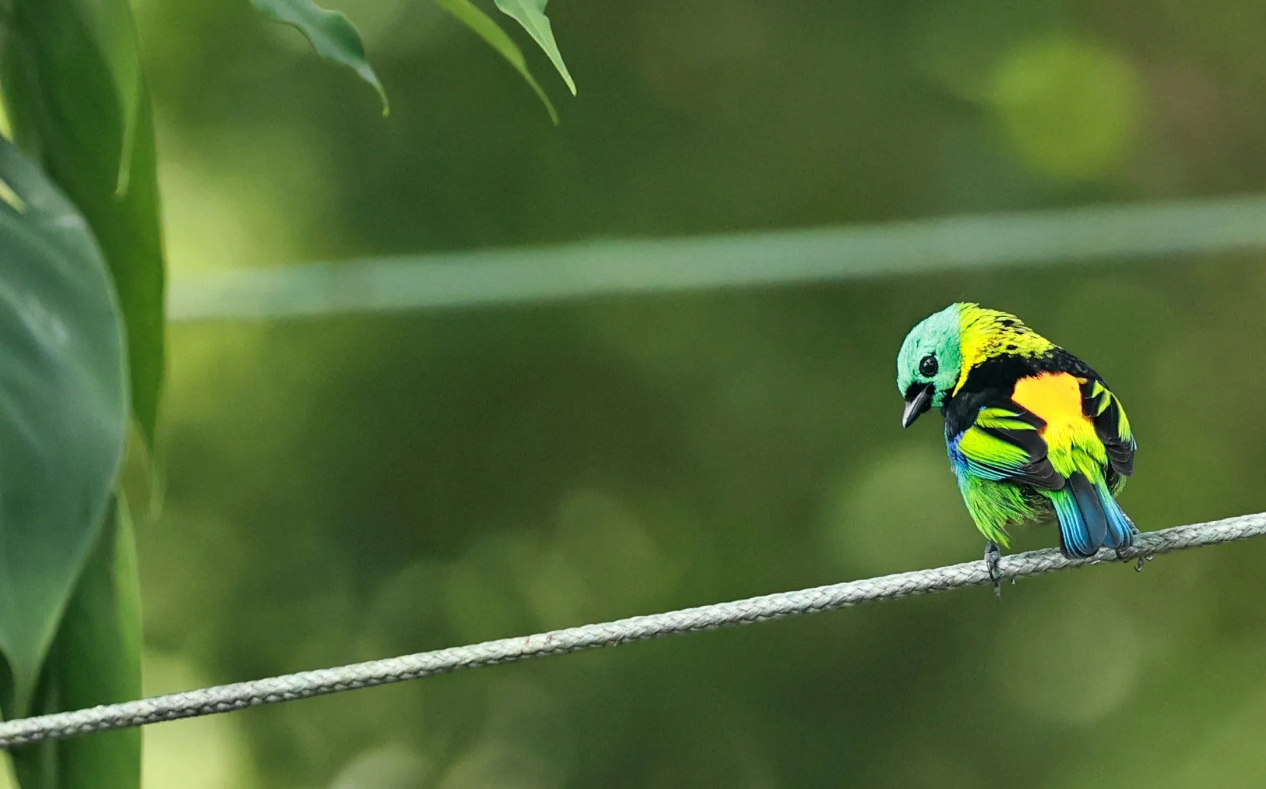 Green-headed Tanager (Tangara seledon)  Superagui National Park, Brazil (192).jpg
