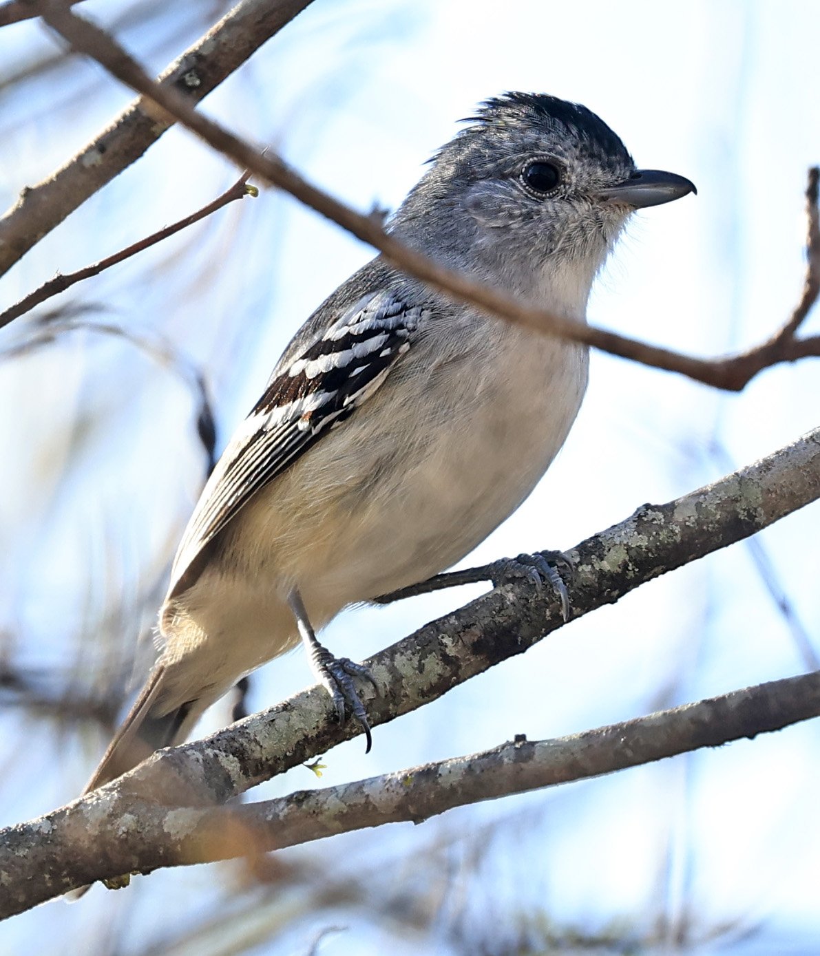 Variable Antshrike (Thamnophilus caerulescens) Aurora Chaquena Reserve - Nueland Mennonite Colony Paraguay (7).jpg