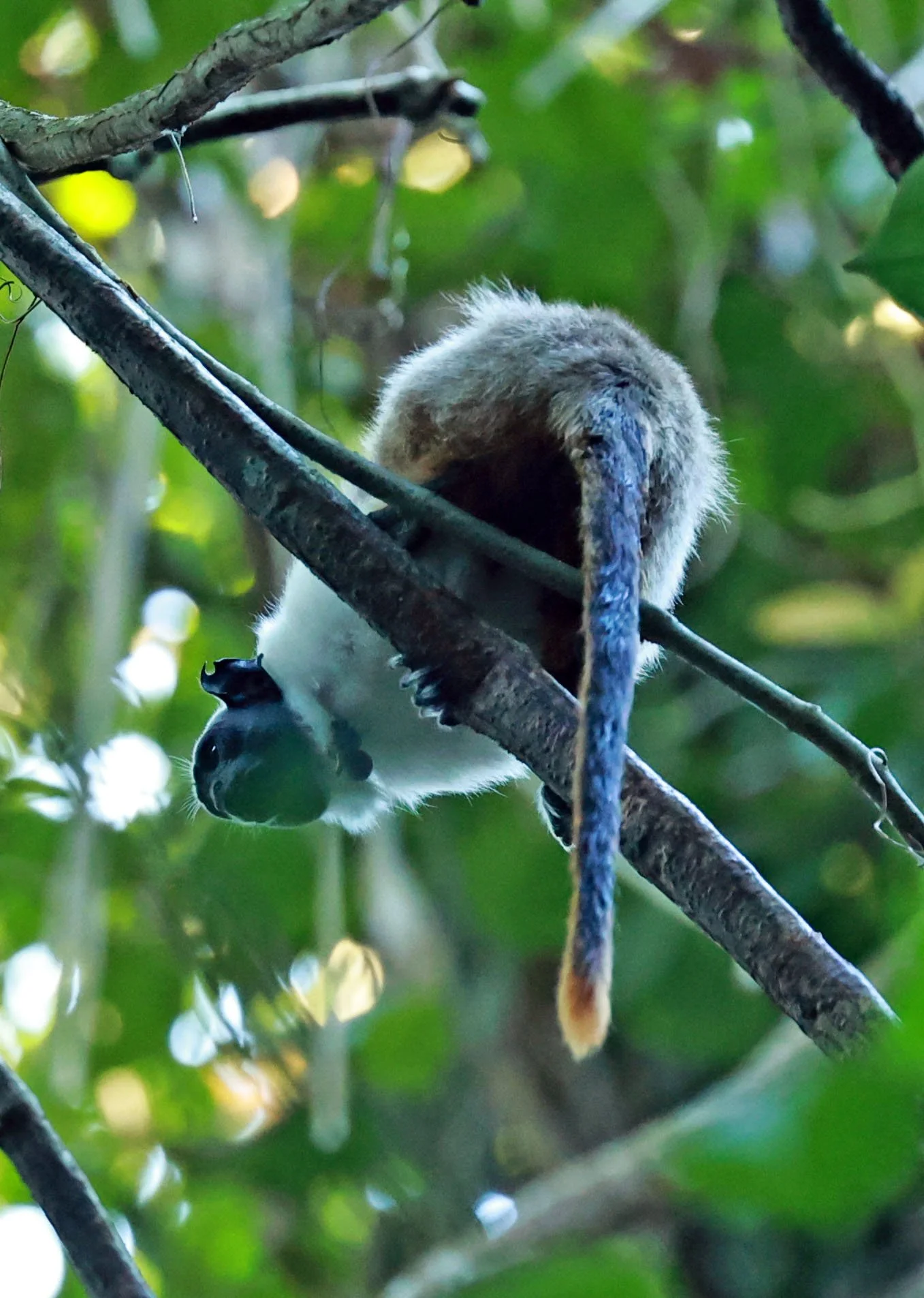 Callitrichidae - Saguinus bicolor - Pied Tamarin - INPA - National Institute of Amazonian Research, Manaus Brazil (18).jpg