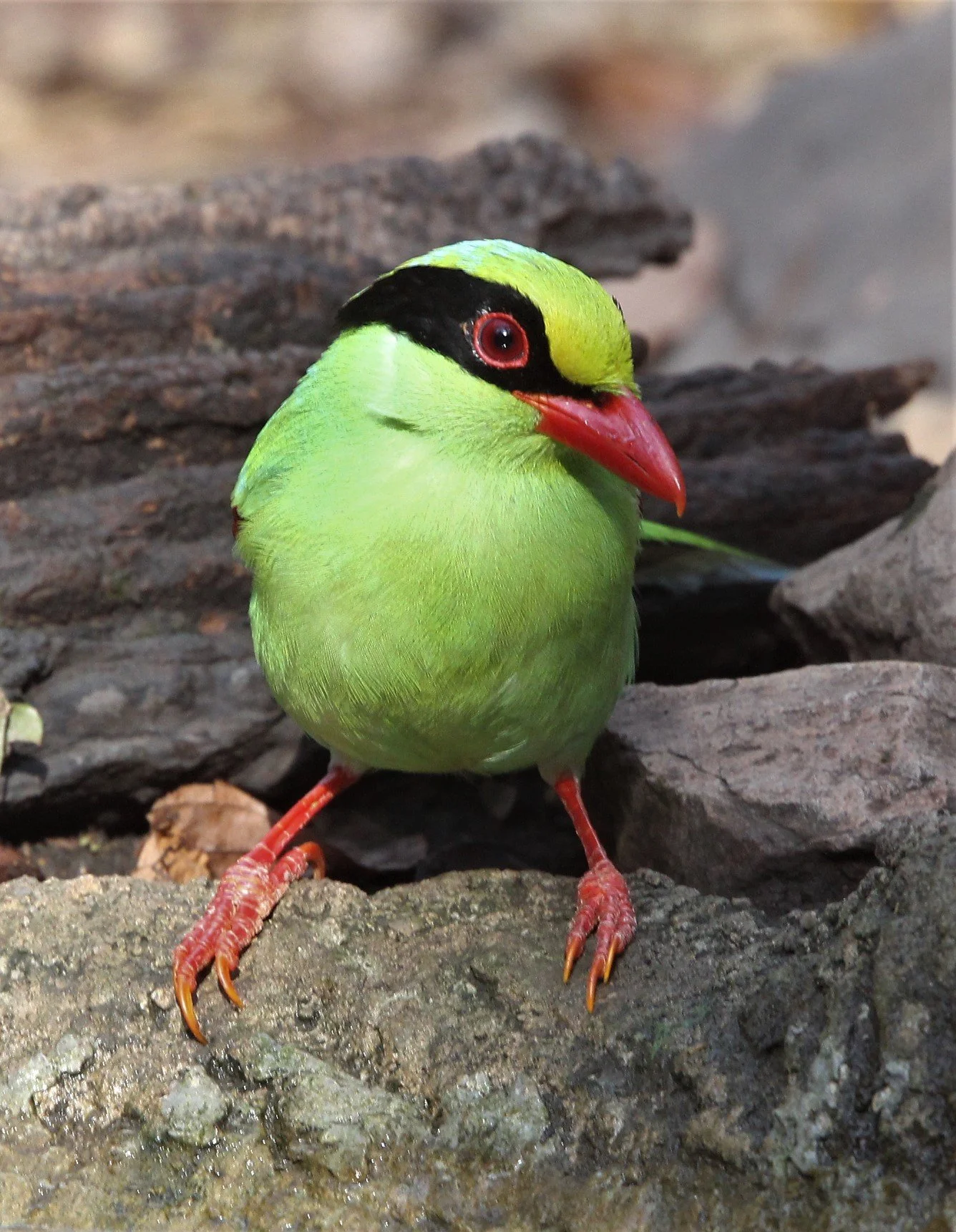 MAGPIE - COMMON GREEN MAGPIE - Cissa chinensis - LUNG SIN HIDE KAENG KRACHAN A (21).jpg