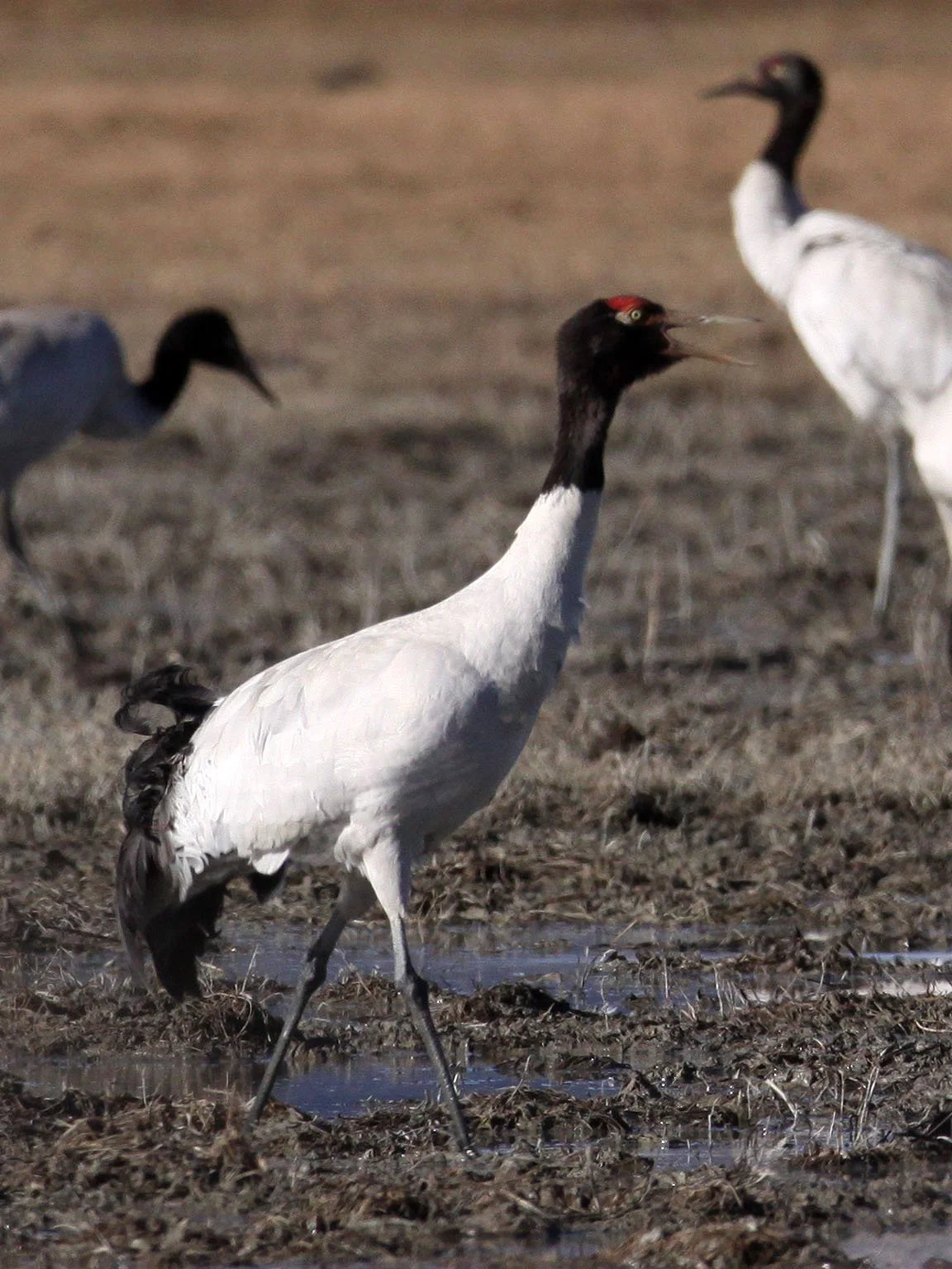 Grus nigricollis - BLACK-NECKED CRANE - NAPAHAI WETLANDS YUNNAN CHINA A (74).JPG