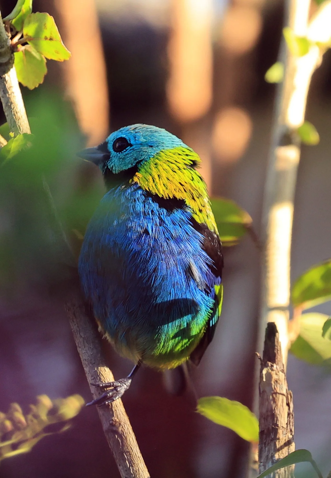 Green-headed Tanager (Tangara seledon)  Superagui National Park, Brazil (241).jpg