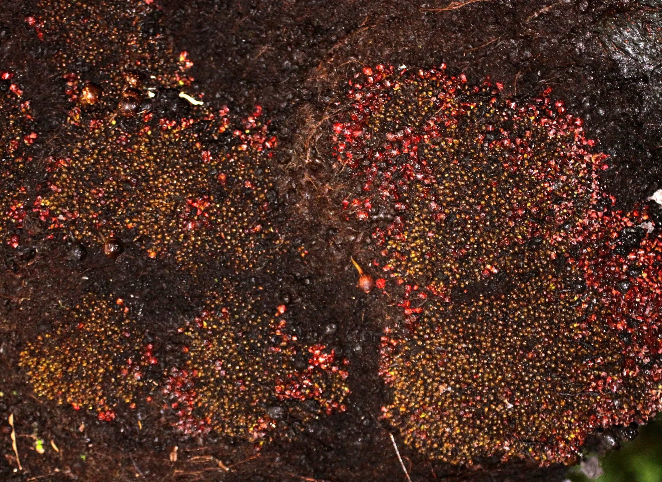 PLANT - FICUS SPECIES MAYBE - RANOMAFANA NATIONAL PARK MADGASCAR (2).JPG