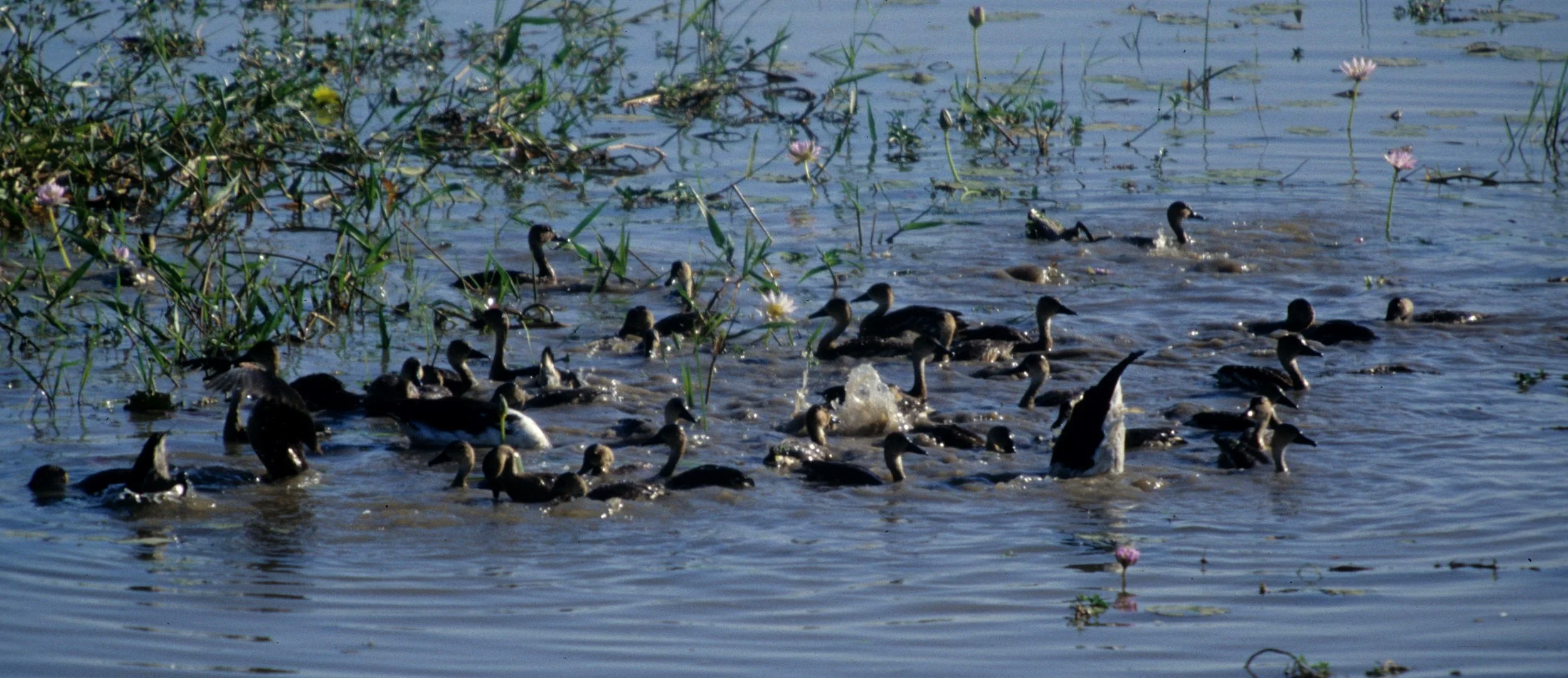 BIRD - DUCK - WANDERING WHISTLING DUCK - WITH MAGPIE GOOSE IN KAKADU NP.jpg