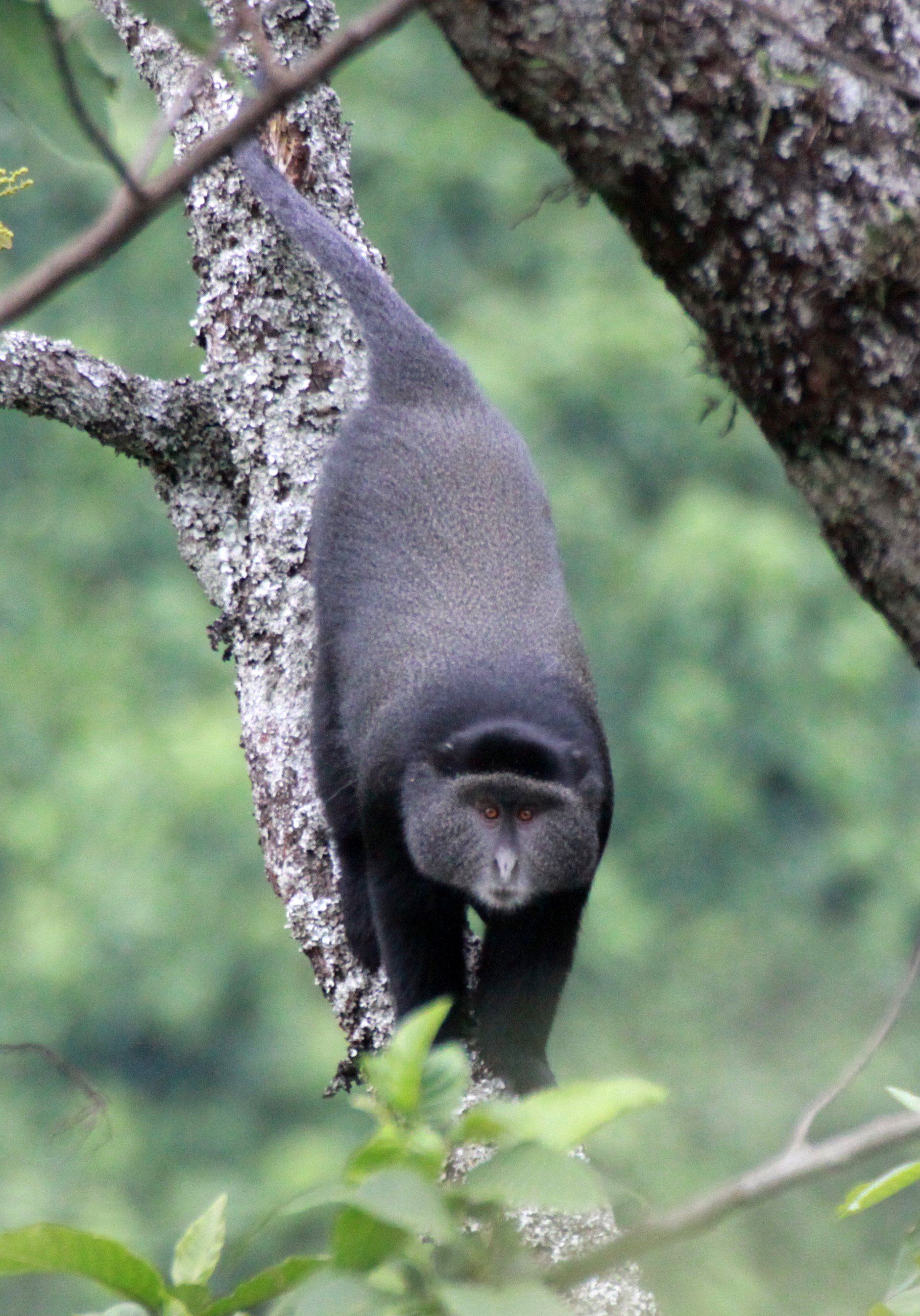 CERCOPITHECIDAE - Cercopithecus mitis - BLUE MONKEY - RWENZORI NATIONAL PARK UGANDA (66).JPG