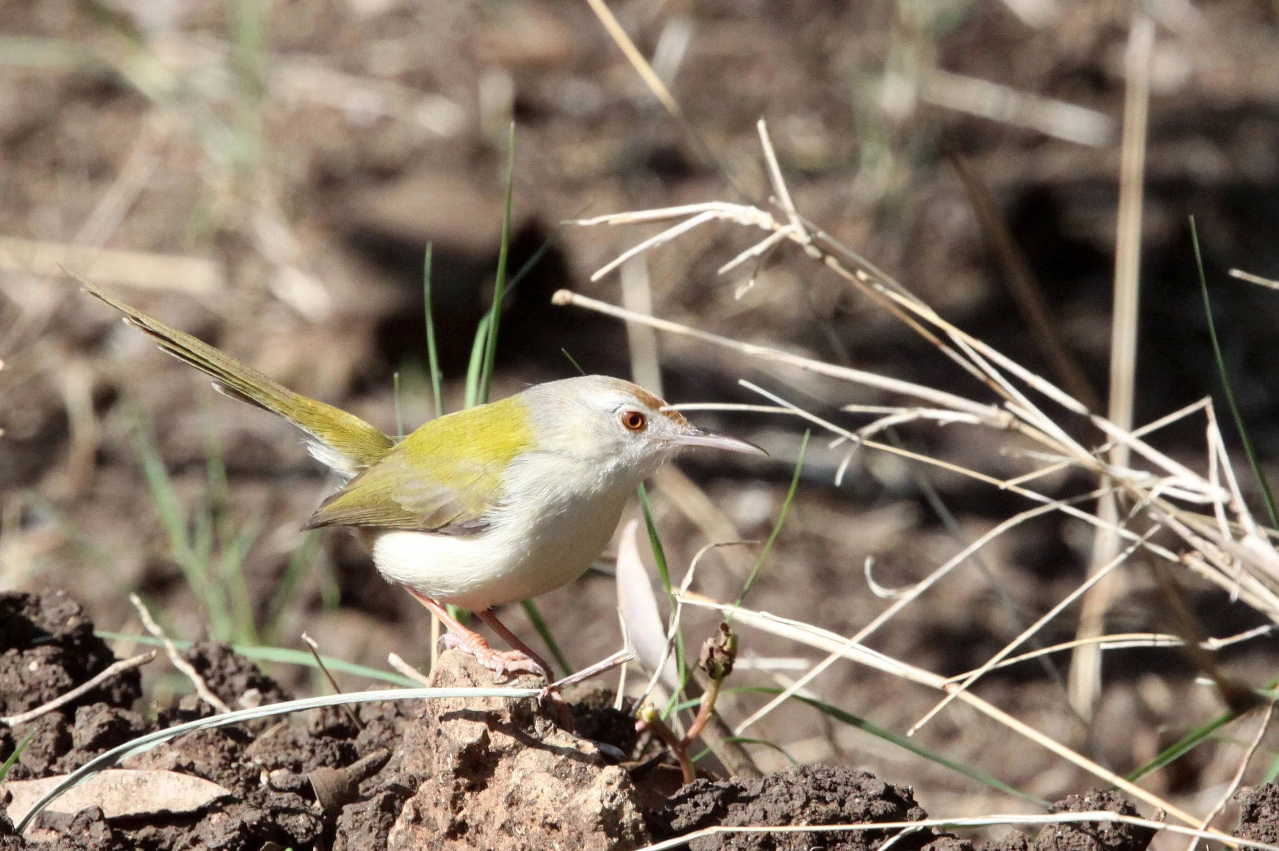 BIRD - TAILORBIRD - COMMON TAILORBIRD - GIR FOREST GUJARAT INDIA (5).JPG