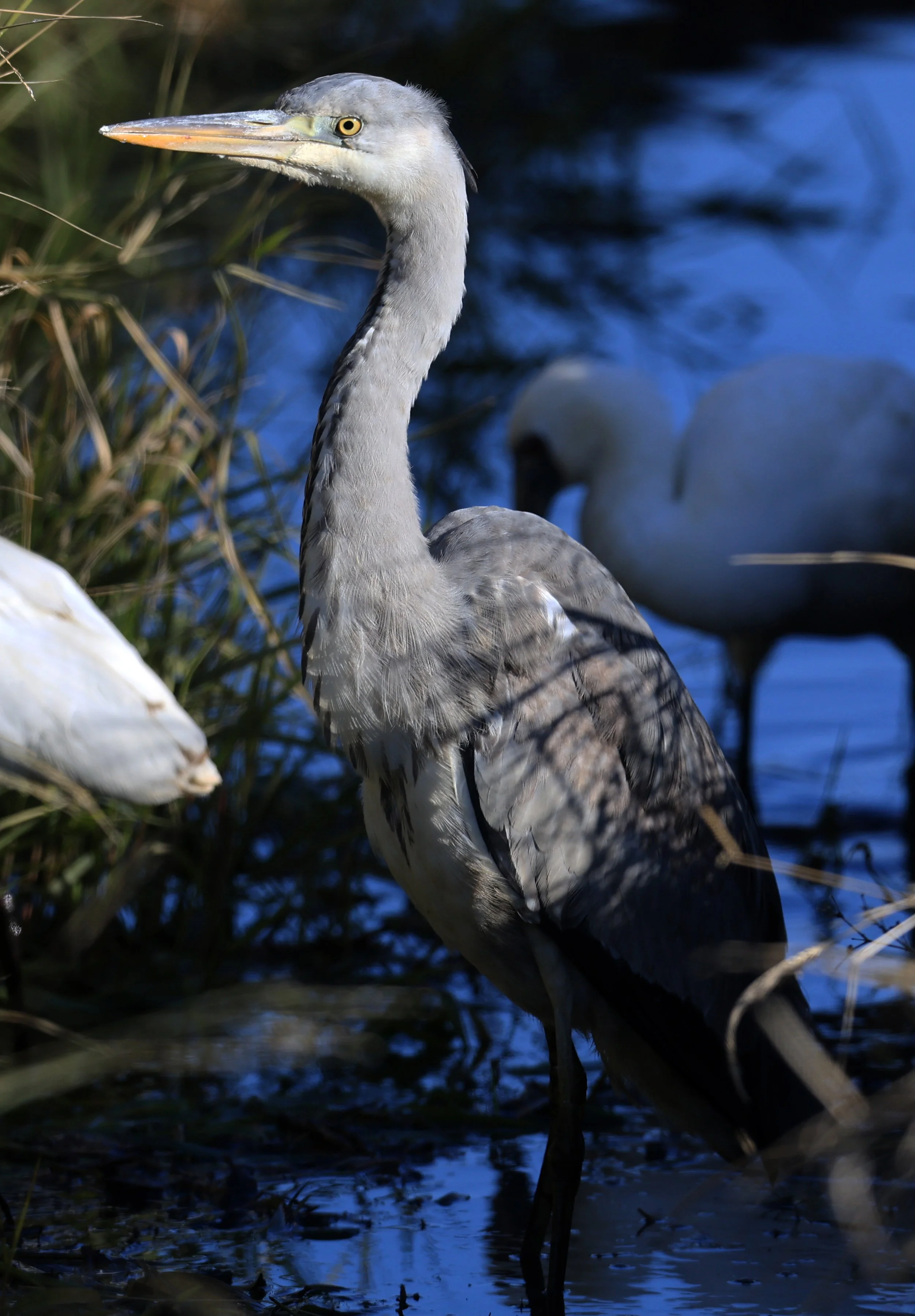 Grey Heron (Ardea cinerea) Izumi Crane Center and Fields Izumi Kagoshima Japan