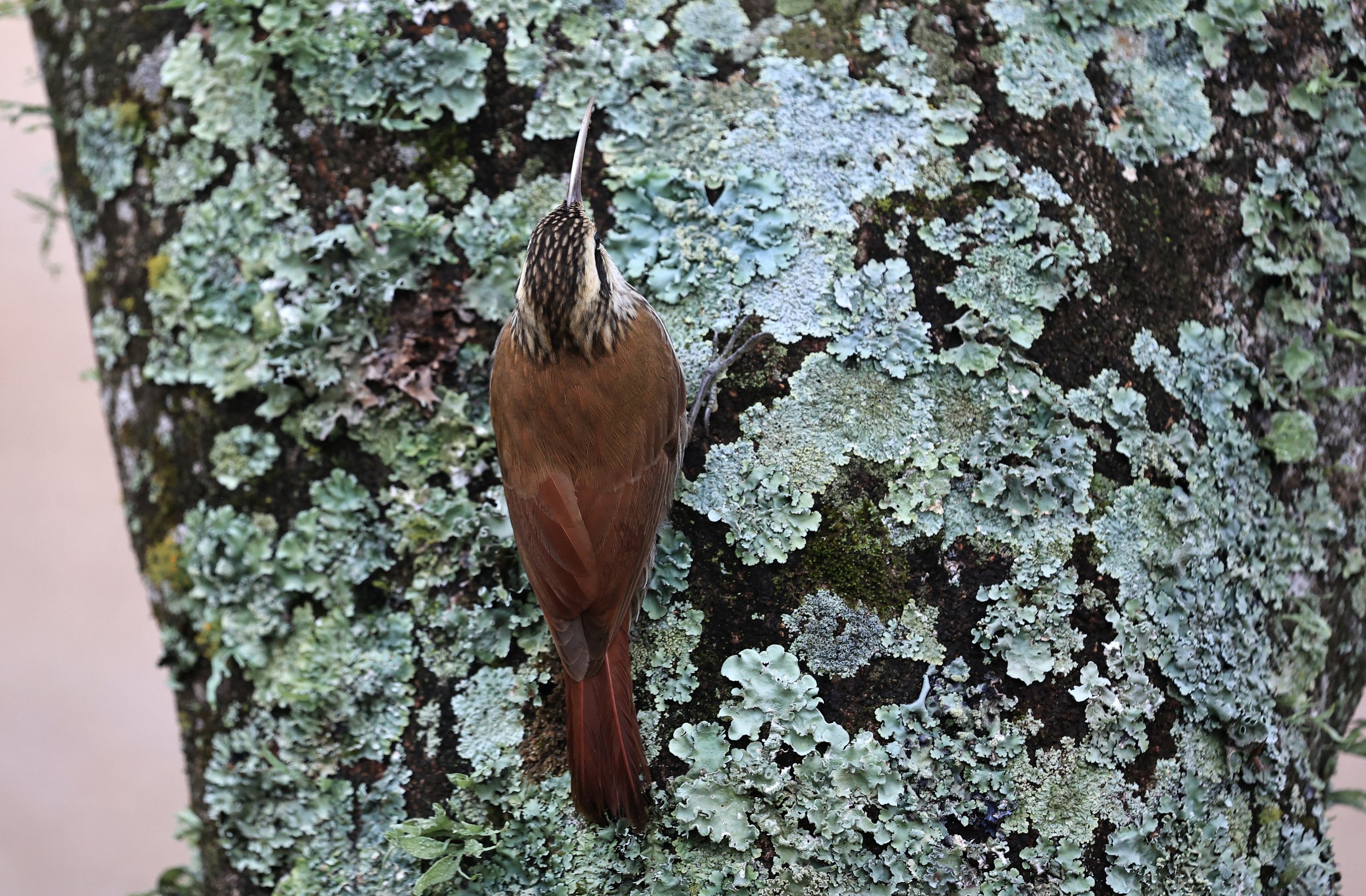 Narrow-billed Woodcreeper (Lepidocolaptes angustirostris) El Palmar National Park, Entre Rios, Argentina  (20).jpg