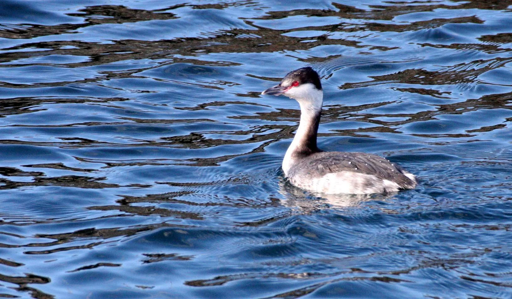 Horned Grebe (Podiceps auritus) Port Angeles Harbor Washington (1).JPG