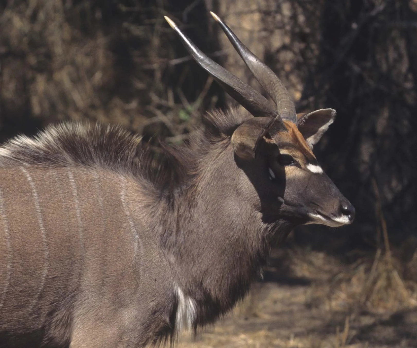 BOVID - NYALA - ZIMBABWE (3).jpg