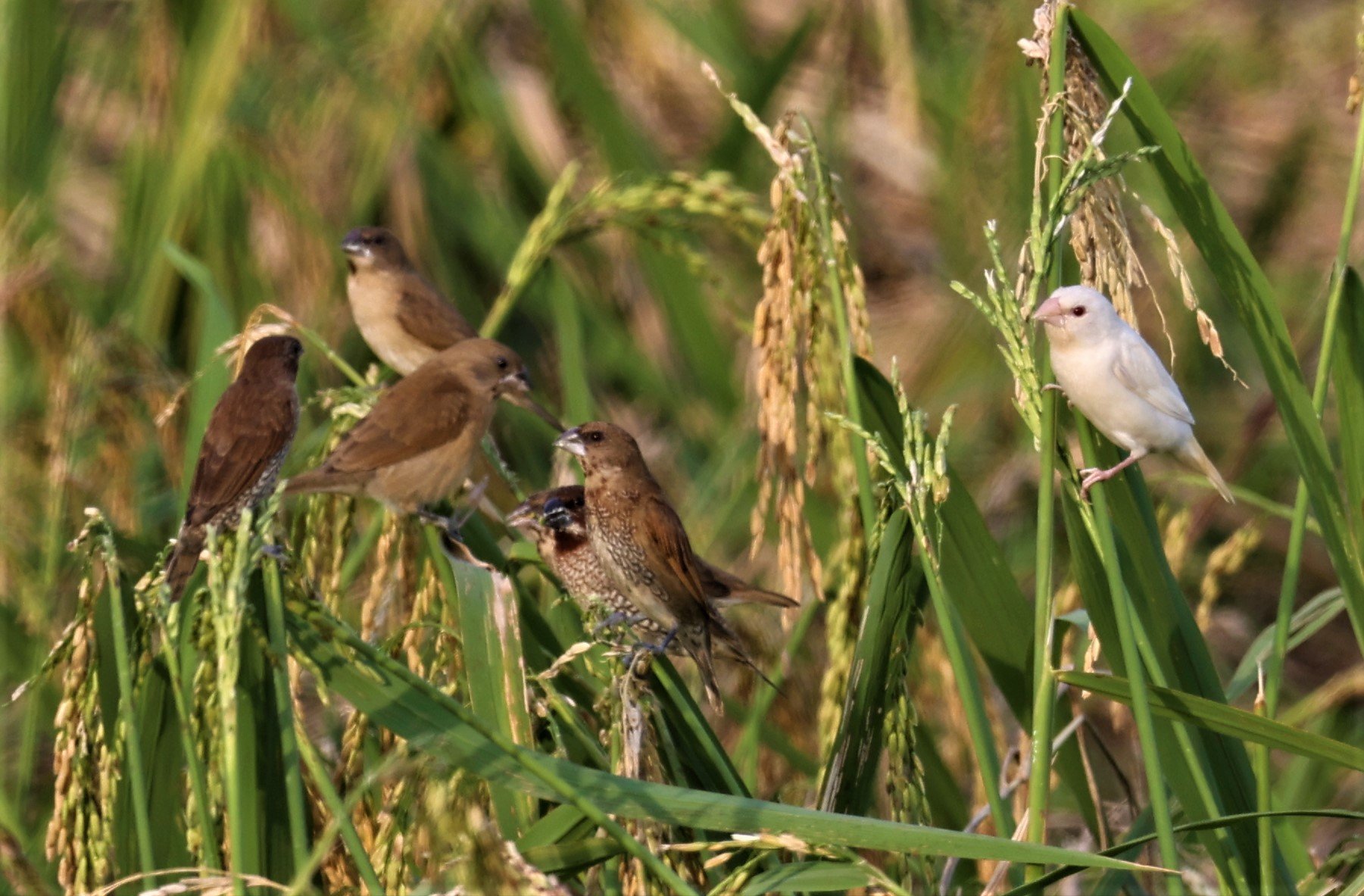 MUNIA - SCALY BREASTED MUNIA - Lonchura punctulata - ALBINO FORM - PATHUM THANI RICE RESEARCH CENTER 14 SEPT 2021 (31).jpg