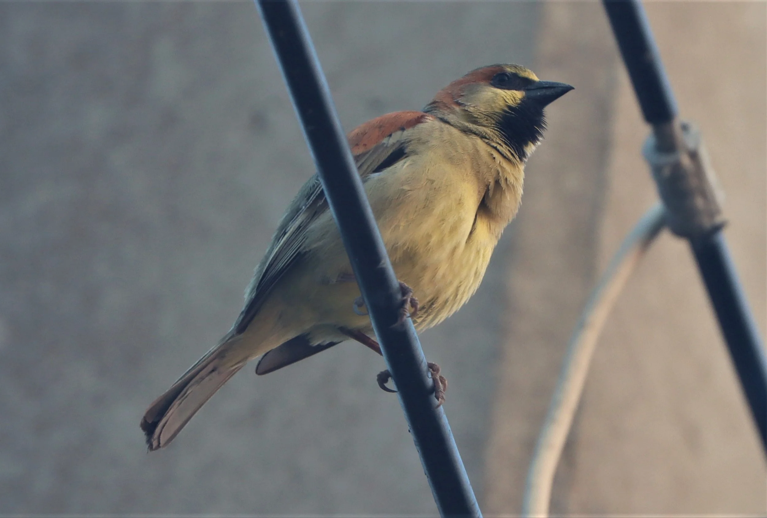 Plain-backed Sparrow (Passer flaveolus) Lat Krabang Wetlands Near Bangkok (10).jpg