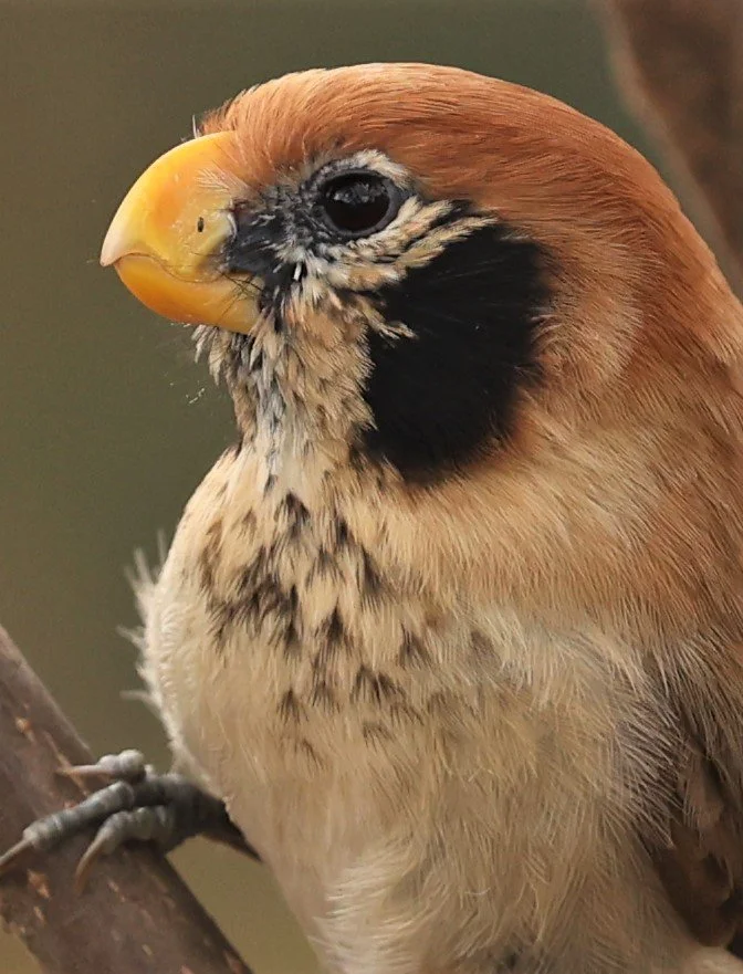 PARROTBILL - SPOT-BREASTED PARROTBILL - Paradoxornis guttaticollis - DOI LANG WEST, DOI PHA HOM POK NP, CHIANG MAI DEC 2021 (18).jpg