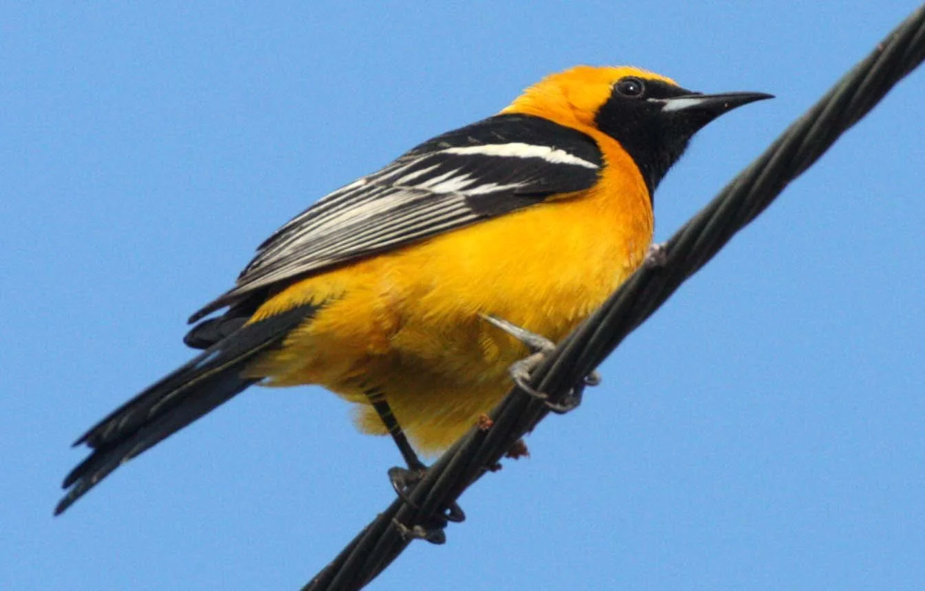 Hooded Oriole (Icterus cucullatus) Loreto Baja Mexico (11).JPG