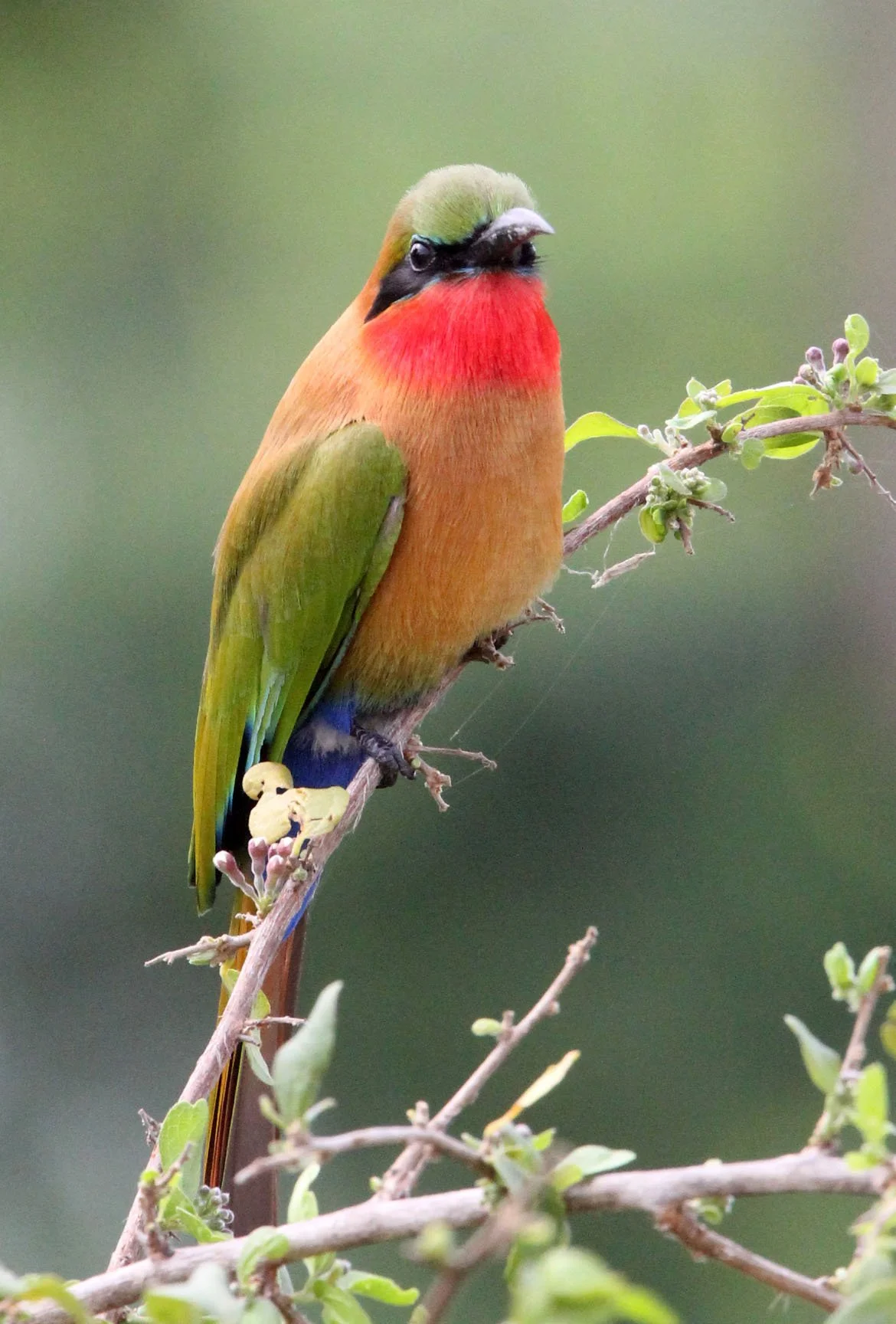 BIRD - BEE-EATER - RED-THROATED BEE-EATER - MURCHISON FALLS NATIONAL PARK UGANDA (18).JPG