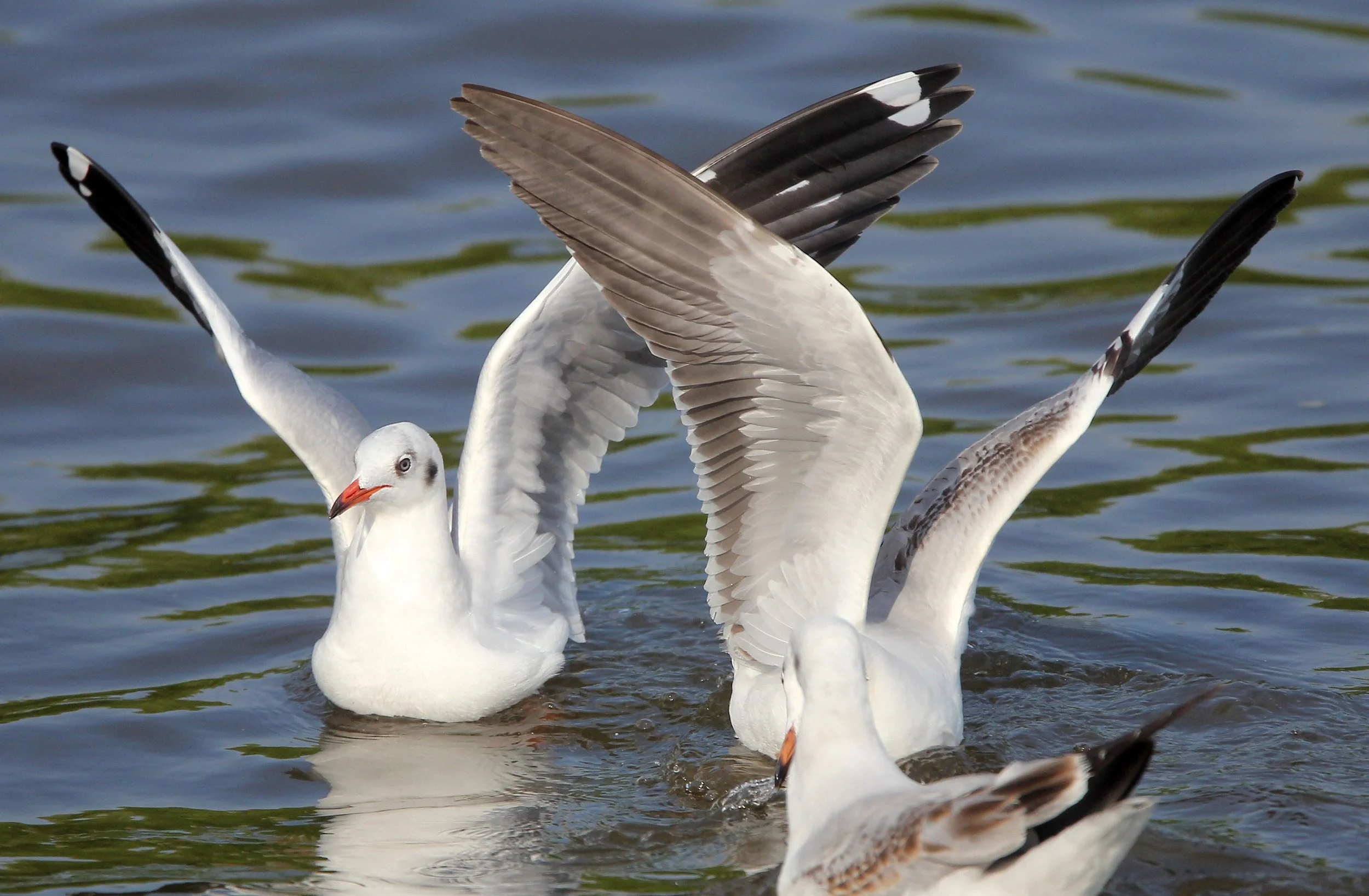 BIRD - GULL - BROWN HEADED GULL - BANG PU NATURE RESERVE THAILAND (42).JPG