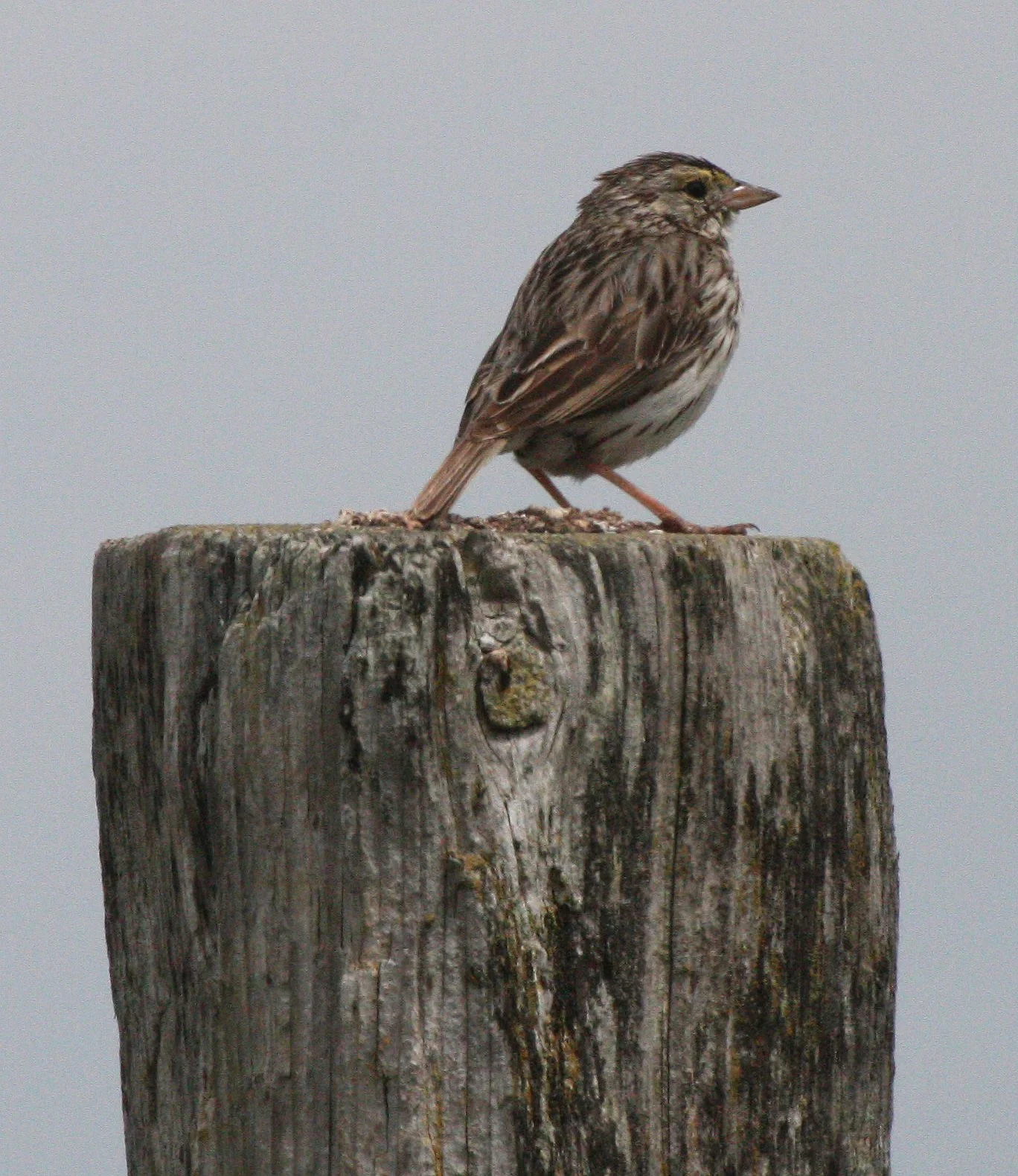 Savannah Sparrow (Passerculus sandwichensis) Dungeness NWR Sequim Washington (2).JPG