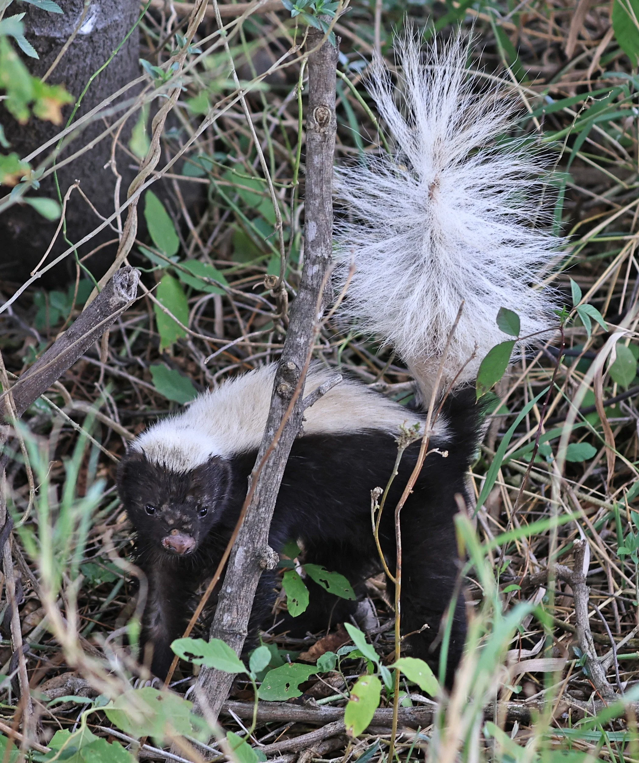 Molina's Hog-nosed Skunk (Conepatus chinga) Estancia Campo'i Paraguay  (10).jpg