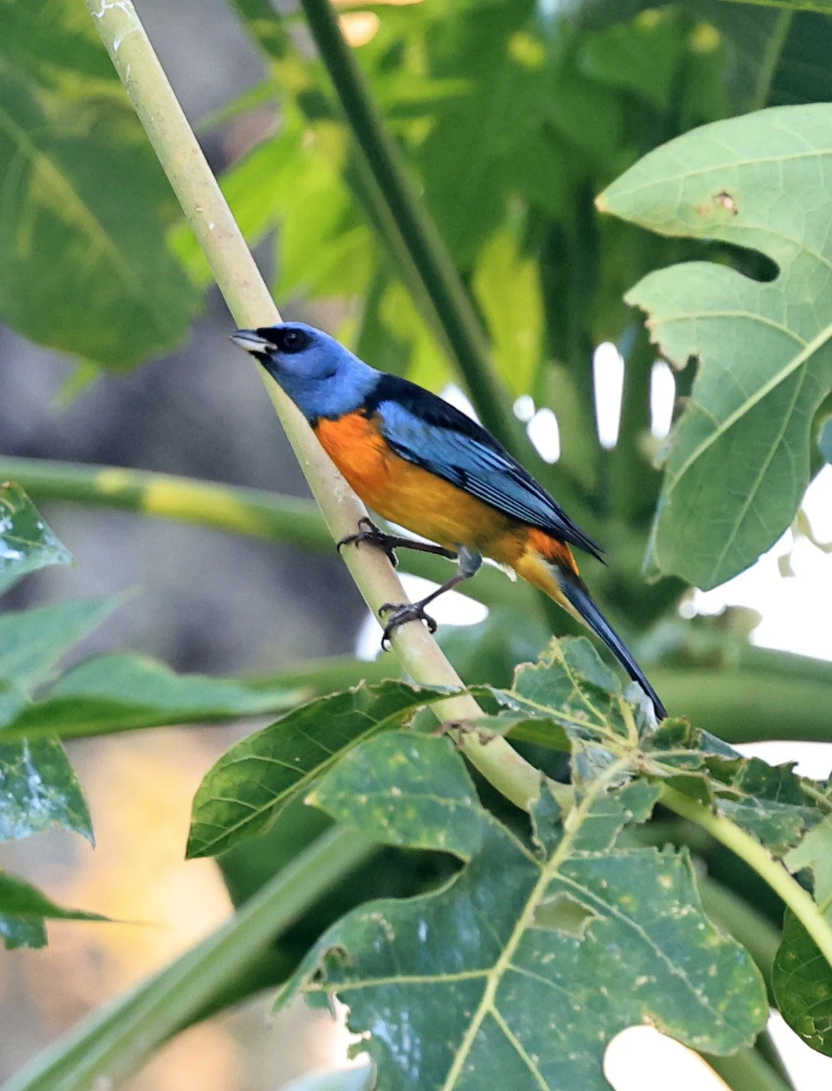 Blue-and-yellow Tanager (Thraupis bonariensis) Estancia Campo'i Paraguay (12).jpg