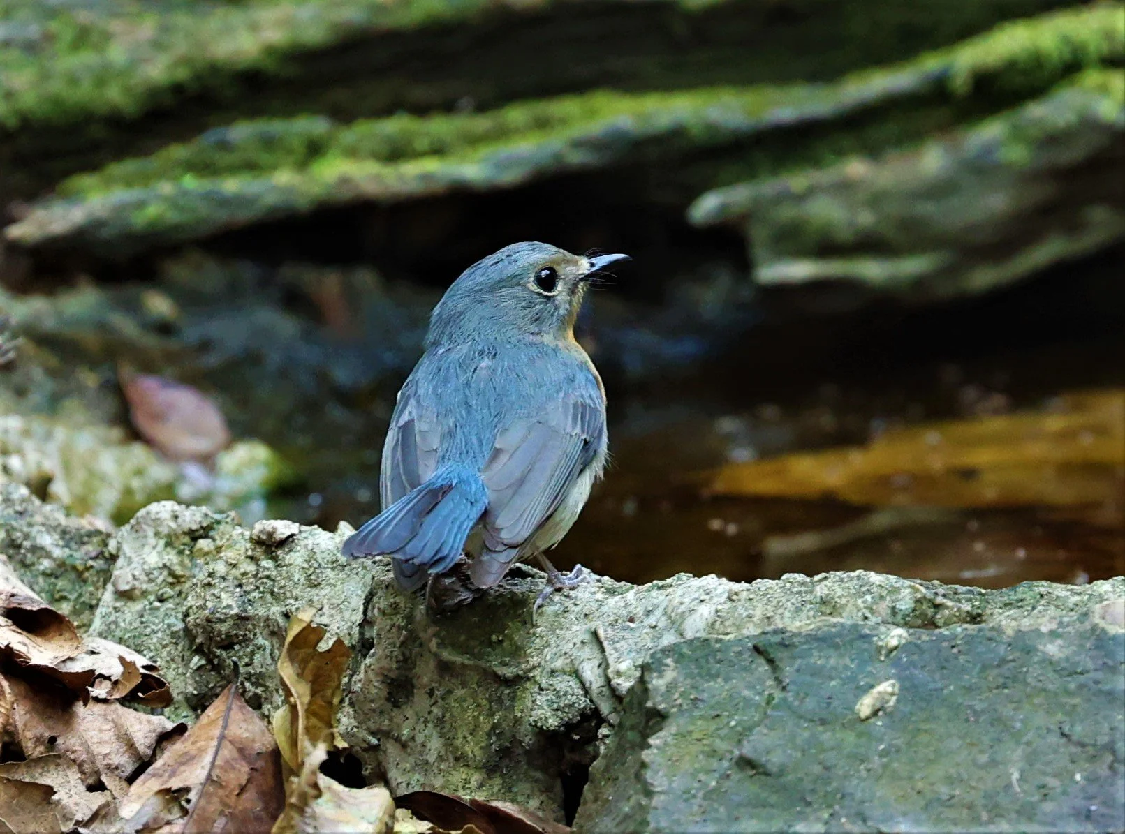 FLYCATCHER - INDOCHINESE BLUE-FLYCATCHER - Cyornis sumatrensis - LUNG SIN HIDE NEAR KAENG KRACHAN FEB 2022 (2).jpg